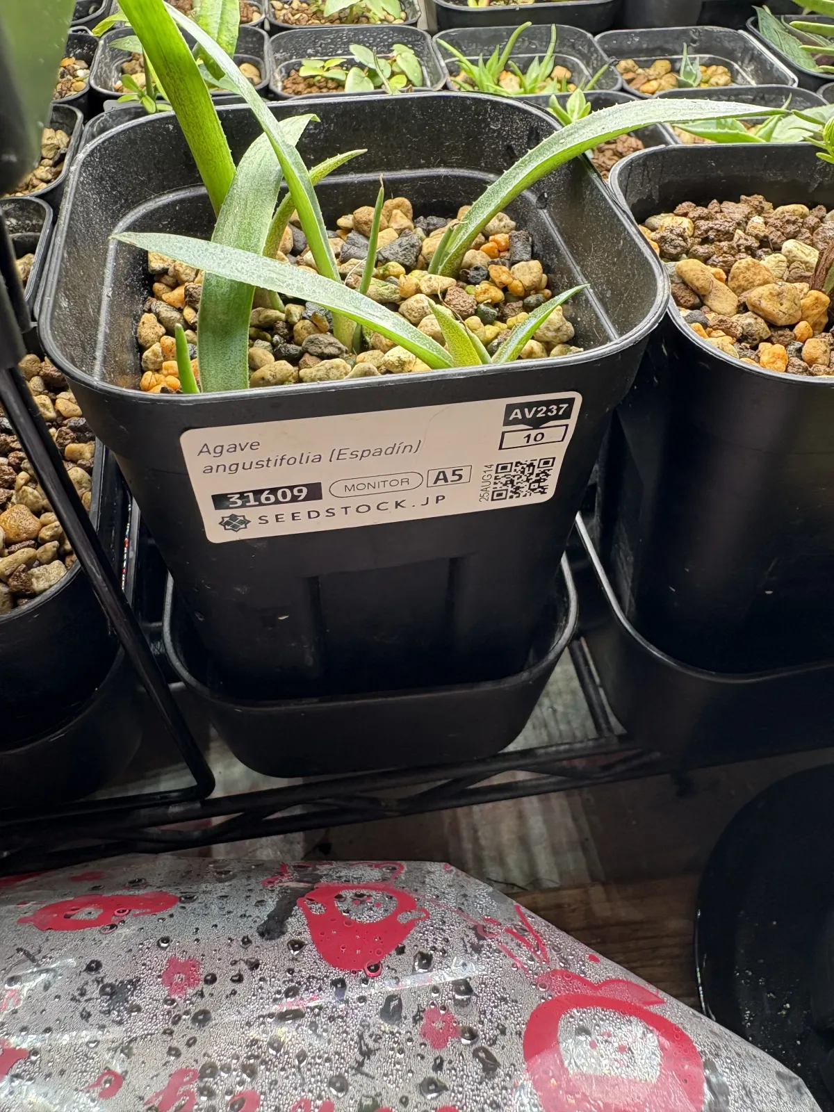 Agave angustifolia (アガベ アンガスティフォリア)