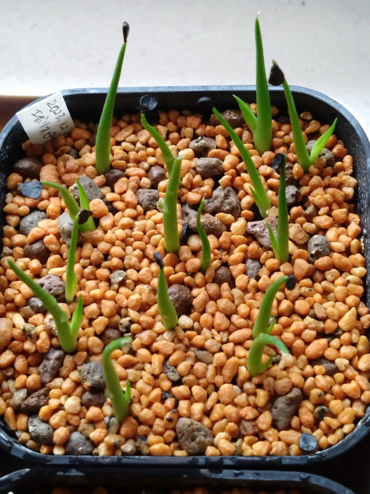 Agave utahensis var. eborispina Vegas (アガベ エボリスピナ ヴェガス)