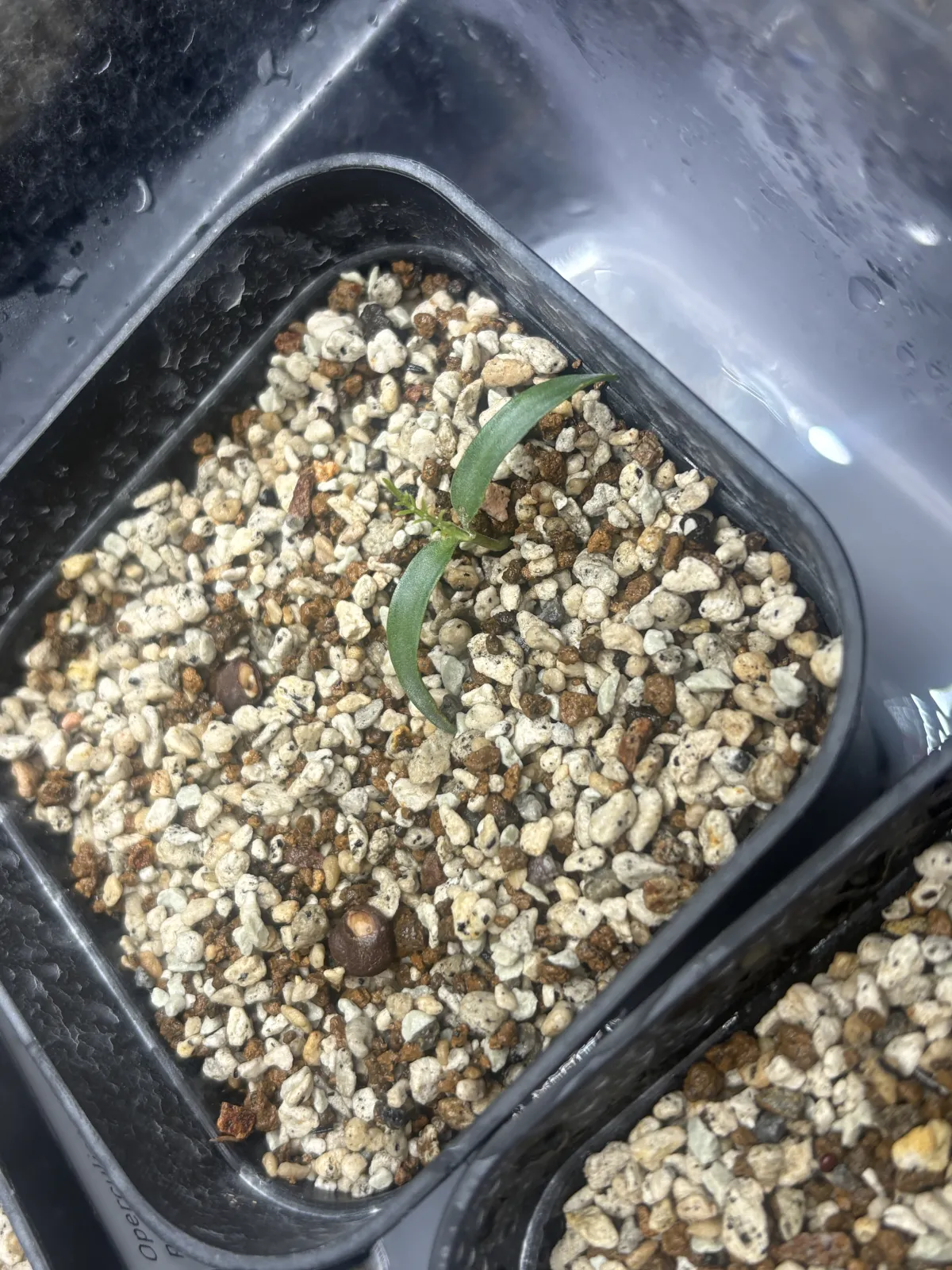 Operculicarya pachypus (オペルクリカリア パキプス)