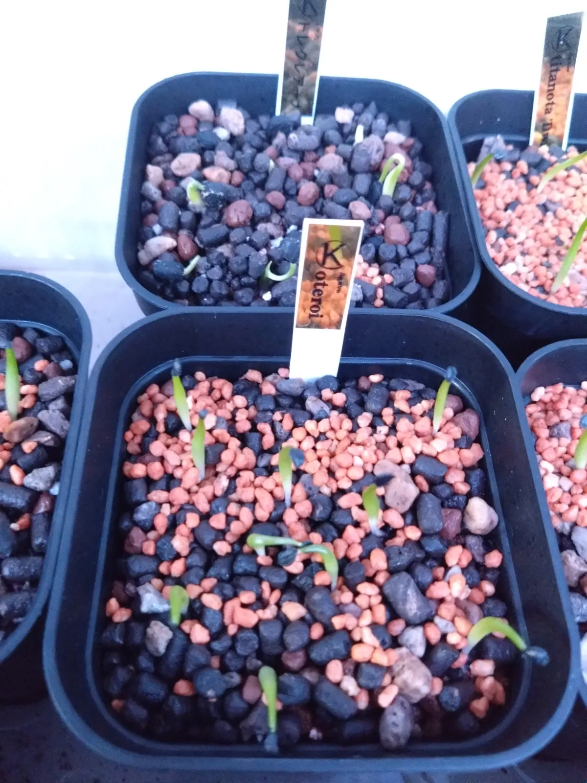 Agave oteroi Lot. (アガベ オテロイ)