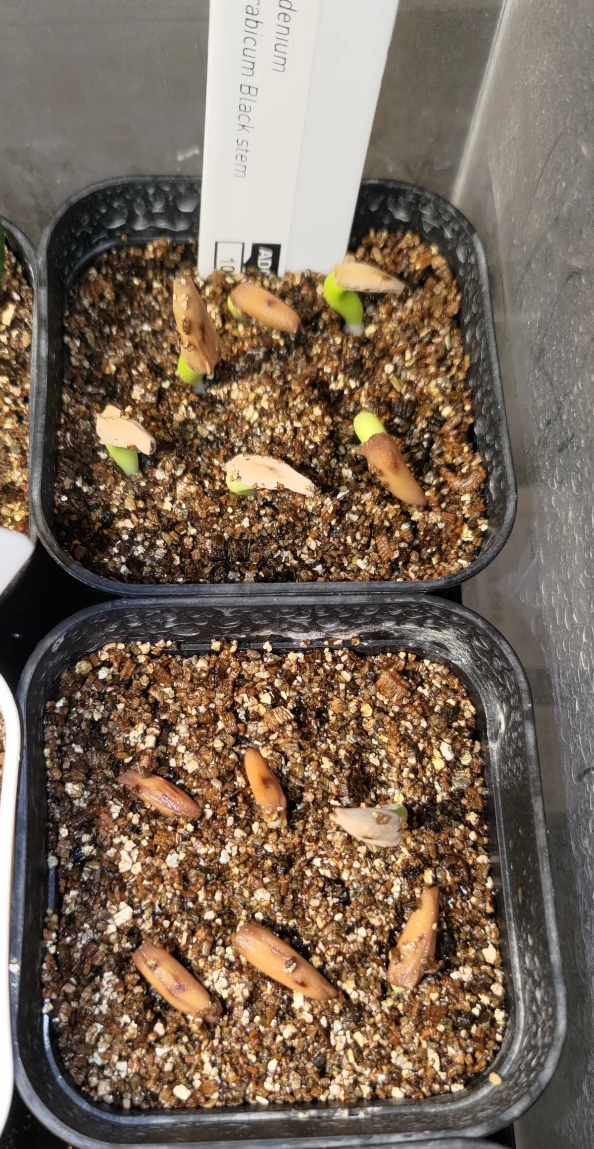 Adenium arabicum Black stem (アデニウム アラビカム ブラックステム)