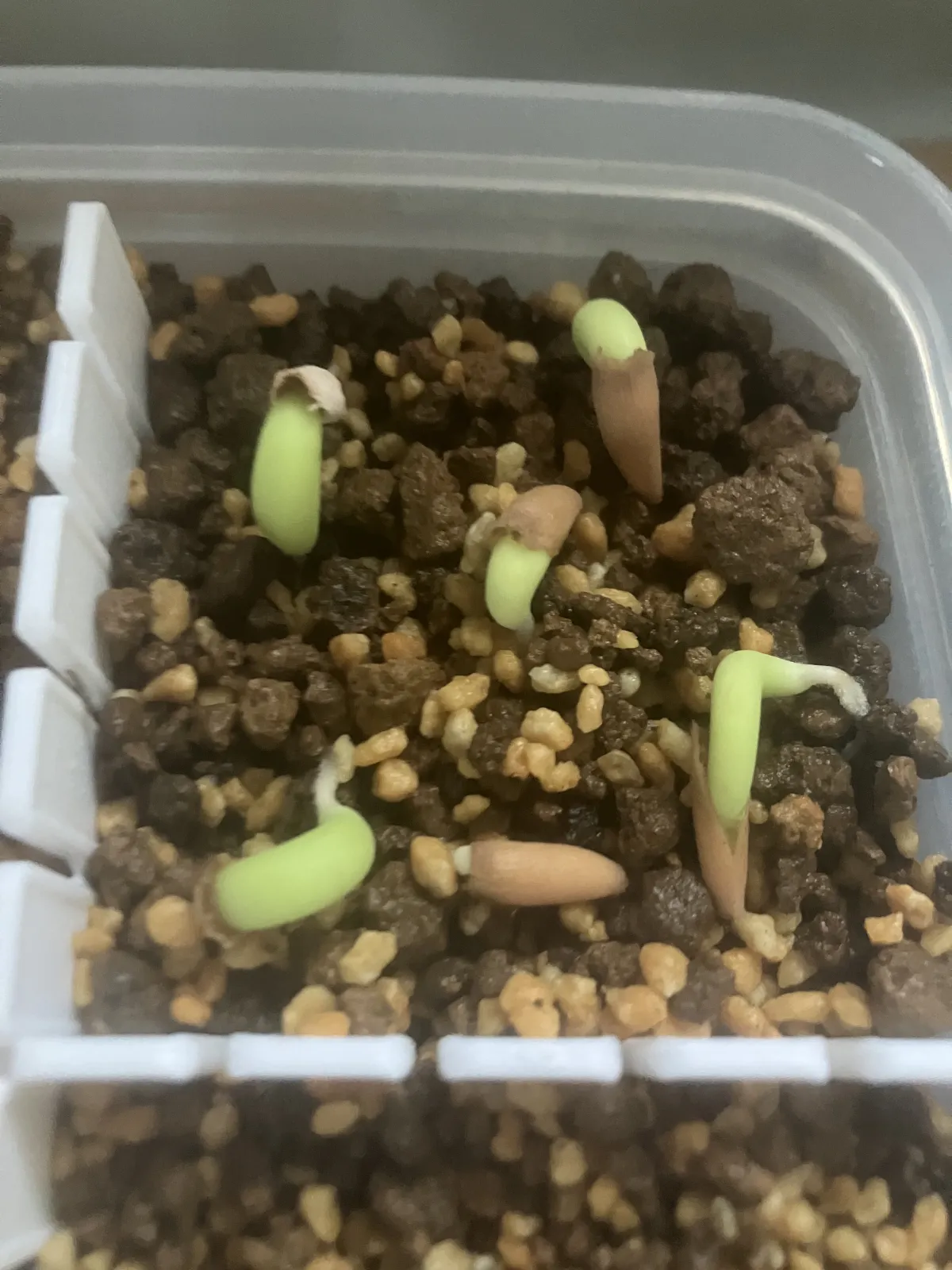 YLB Adenium arabicum Yak Lop Buri (アデニウム アラビカム)