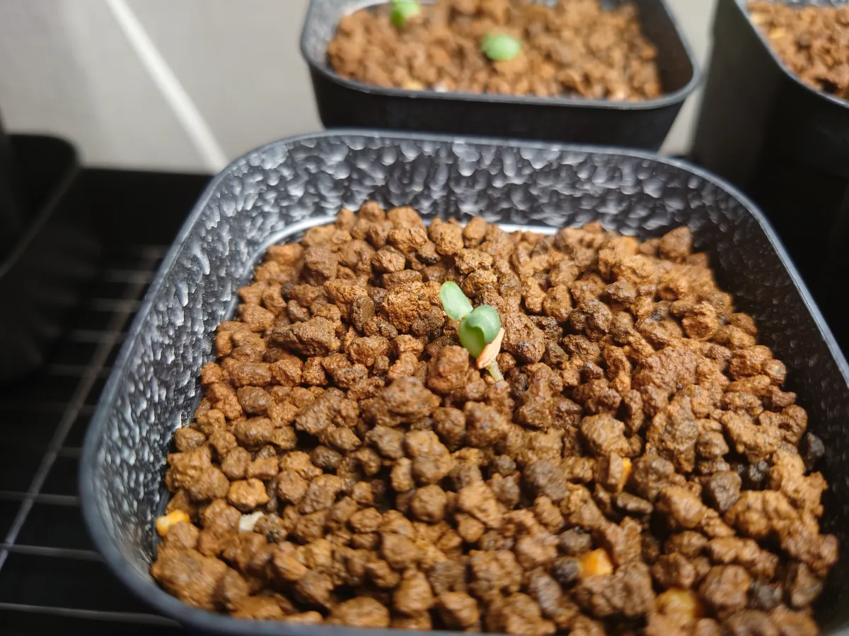 Pachypodium saundersii (パキポディウム サンデルシー)