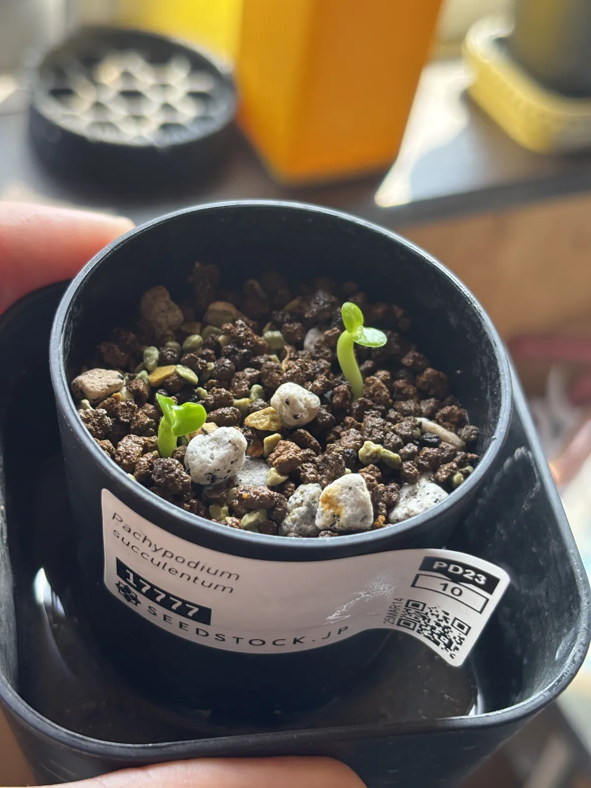 Pachypodium succulentum (パキポディウム サキュレンタム)