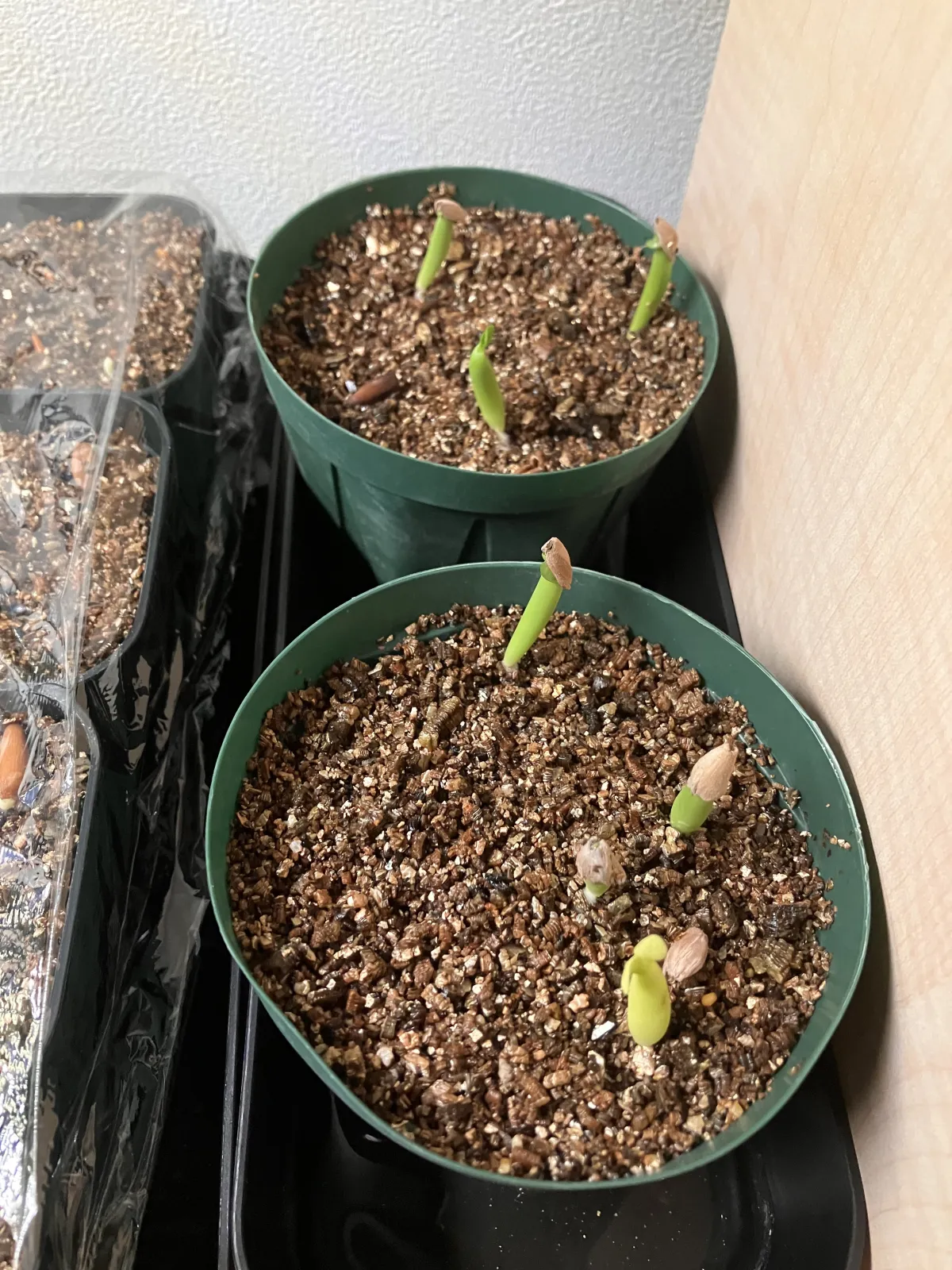 PNW Adenium arabicum phet na wang (アデニウム アラビカム)