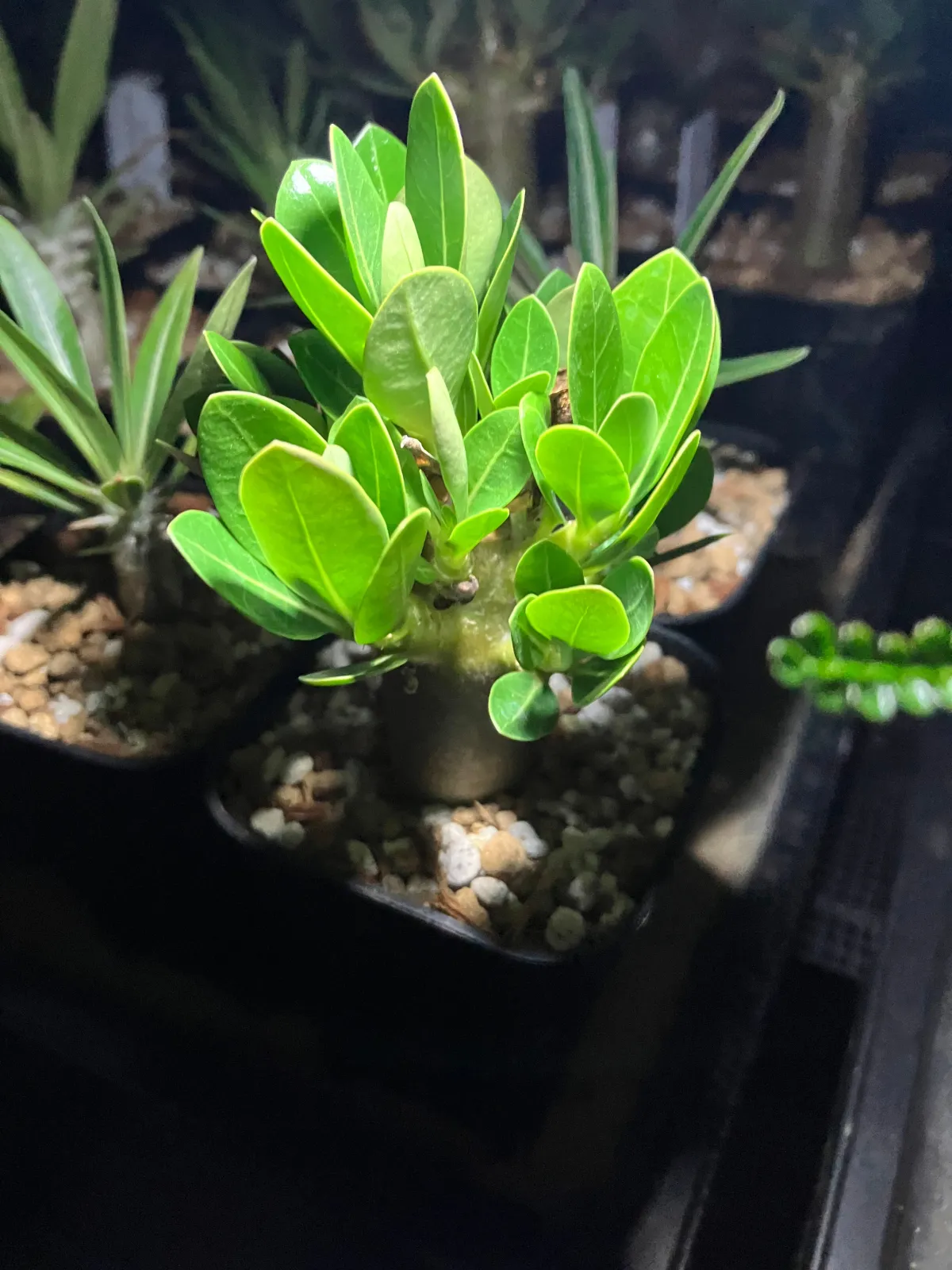 x MKMK Adenium arabicum Godji x MKMK (アデニウム ゴッジ)