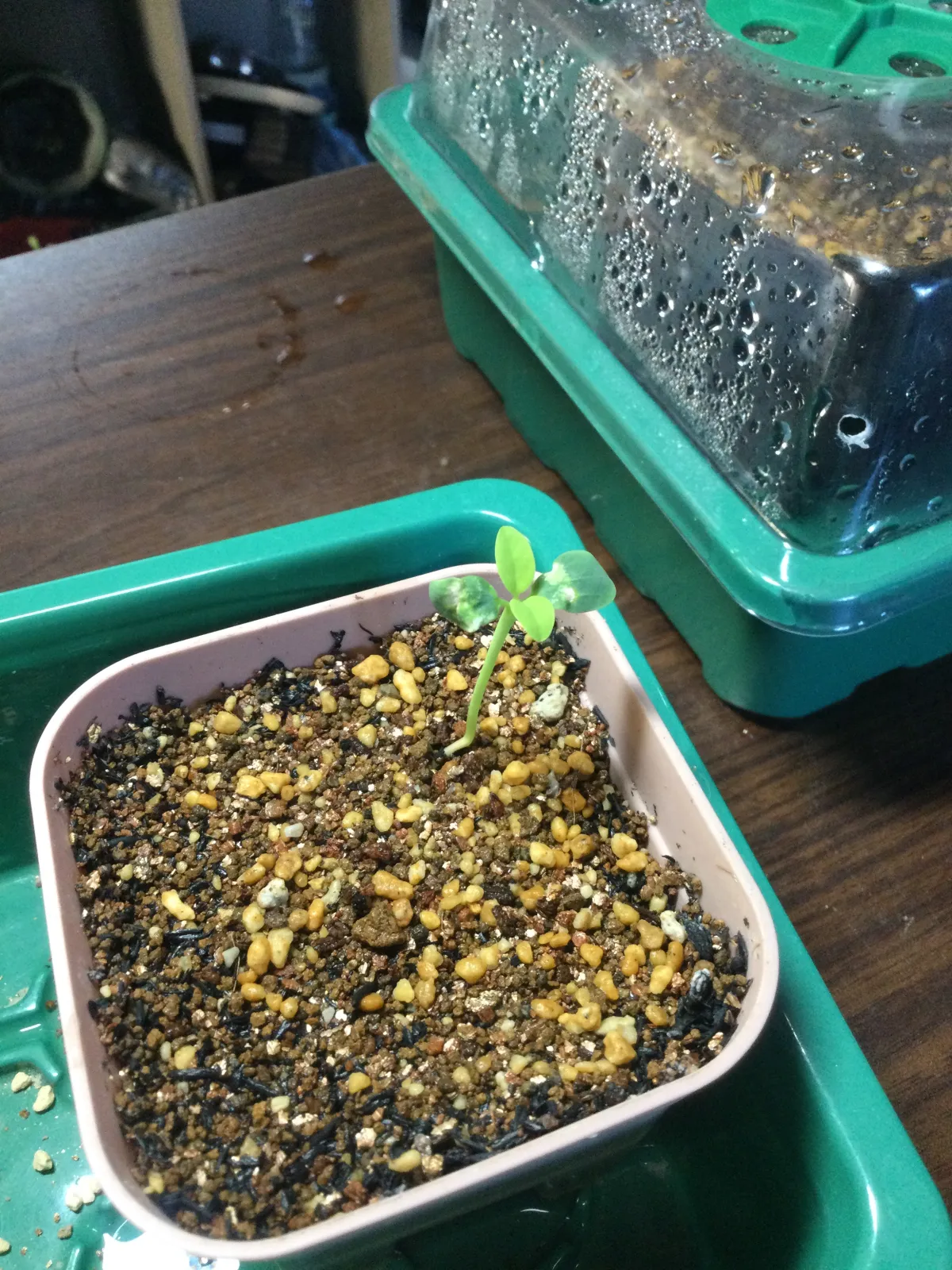 Euphorbia longetuberculosa (ユーフォルビア ロンギツベルクローサ)