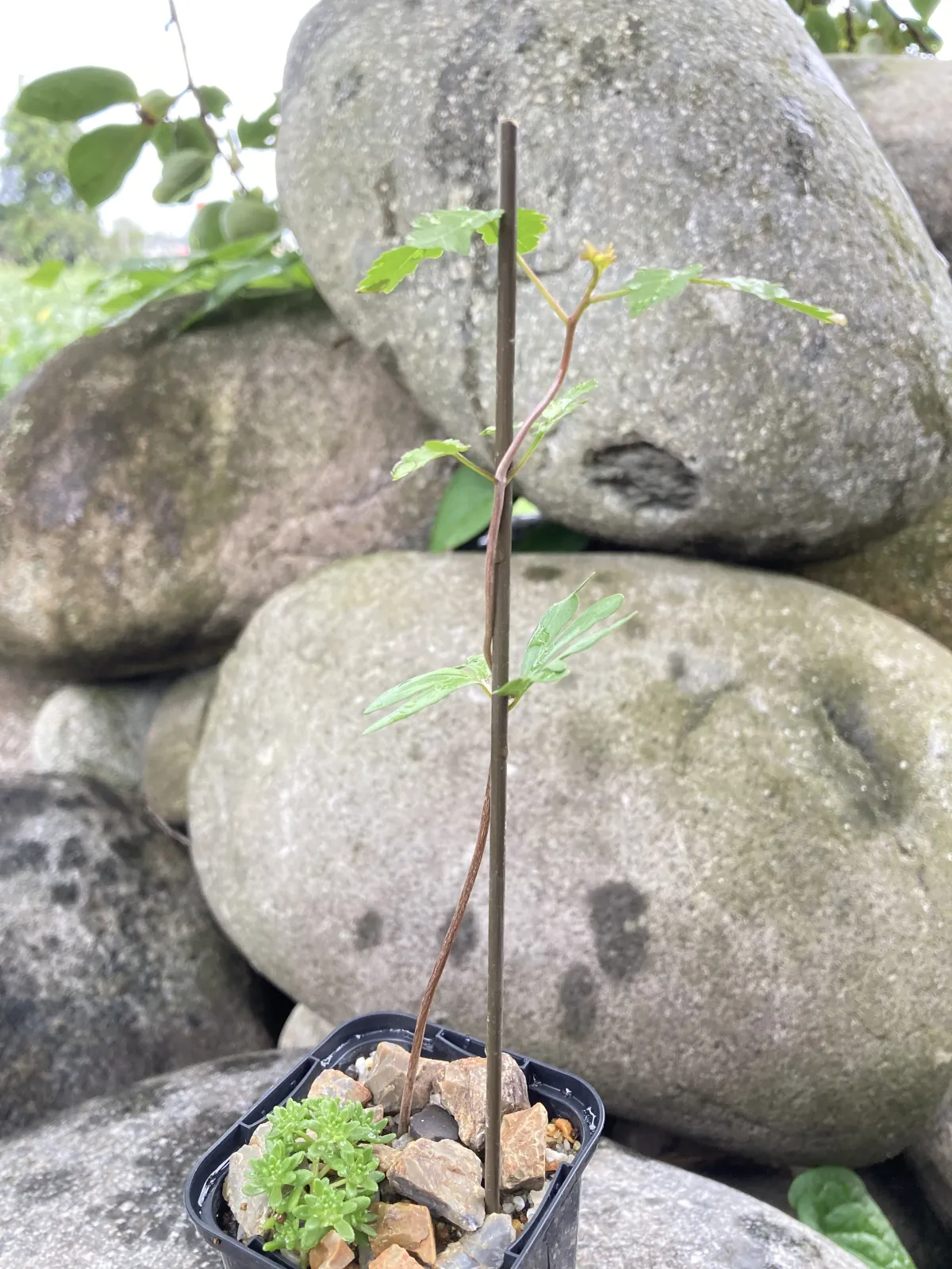 Bursera fagaroides (ブルセラ ファガロイデス)