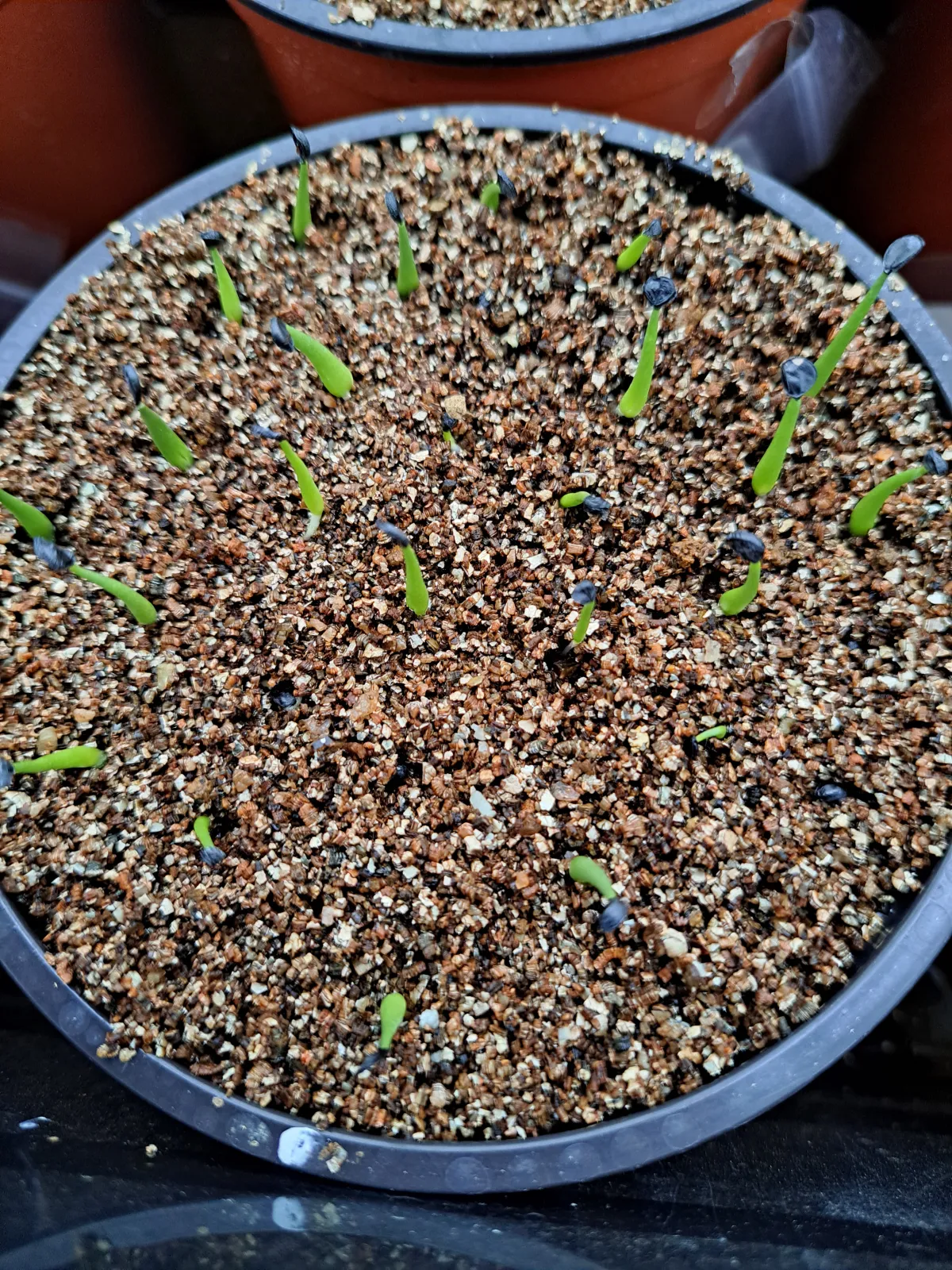 Agave utahensis nevadensis (アガベ ネヴァデンシス)