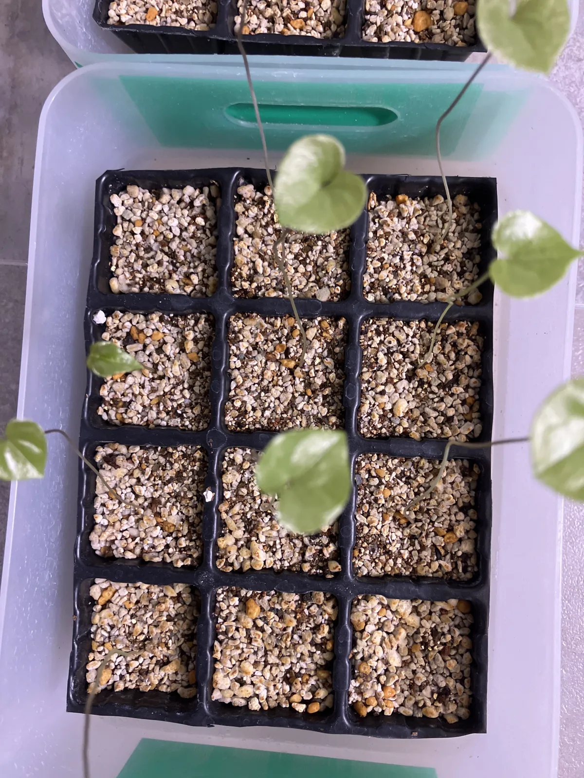 Dioscorea elephantipes (ディオスコレア エレファンティペス)