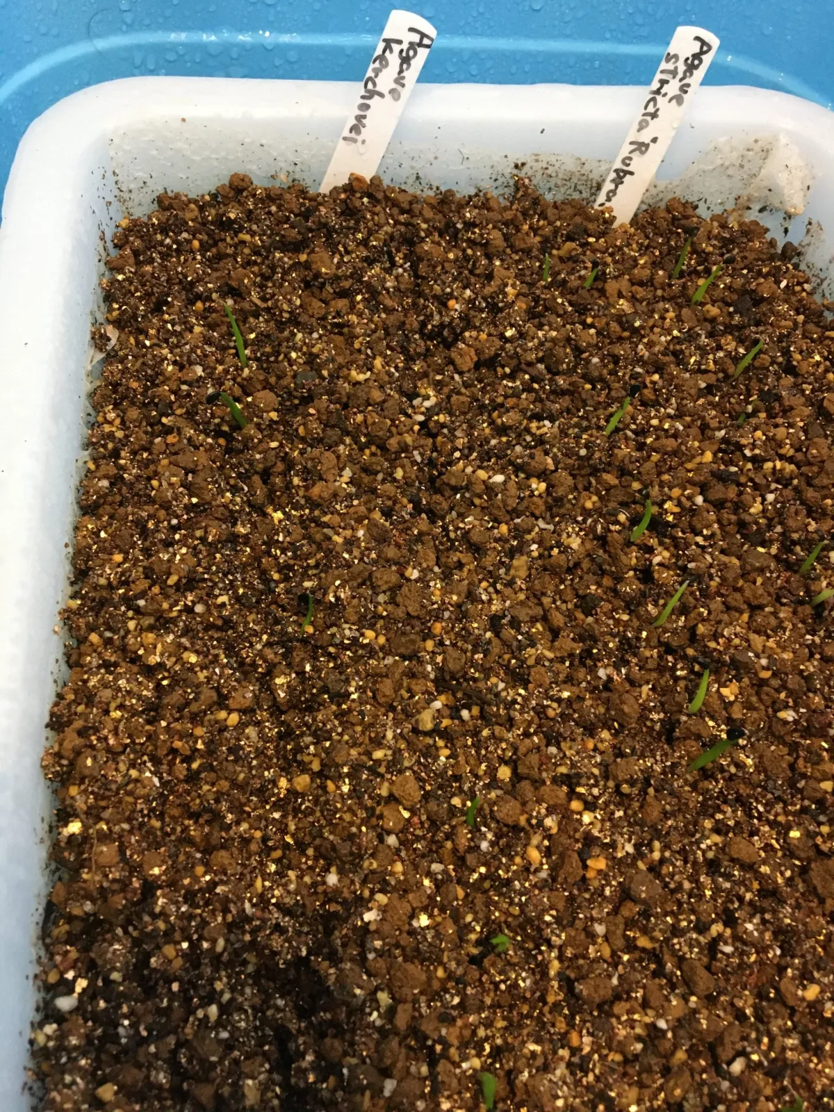 Agave salmiana ssp. salmiana (アガベ サルミアナ)