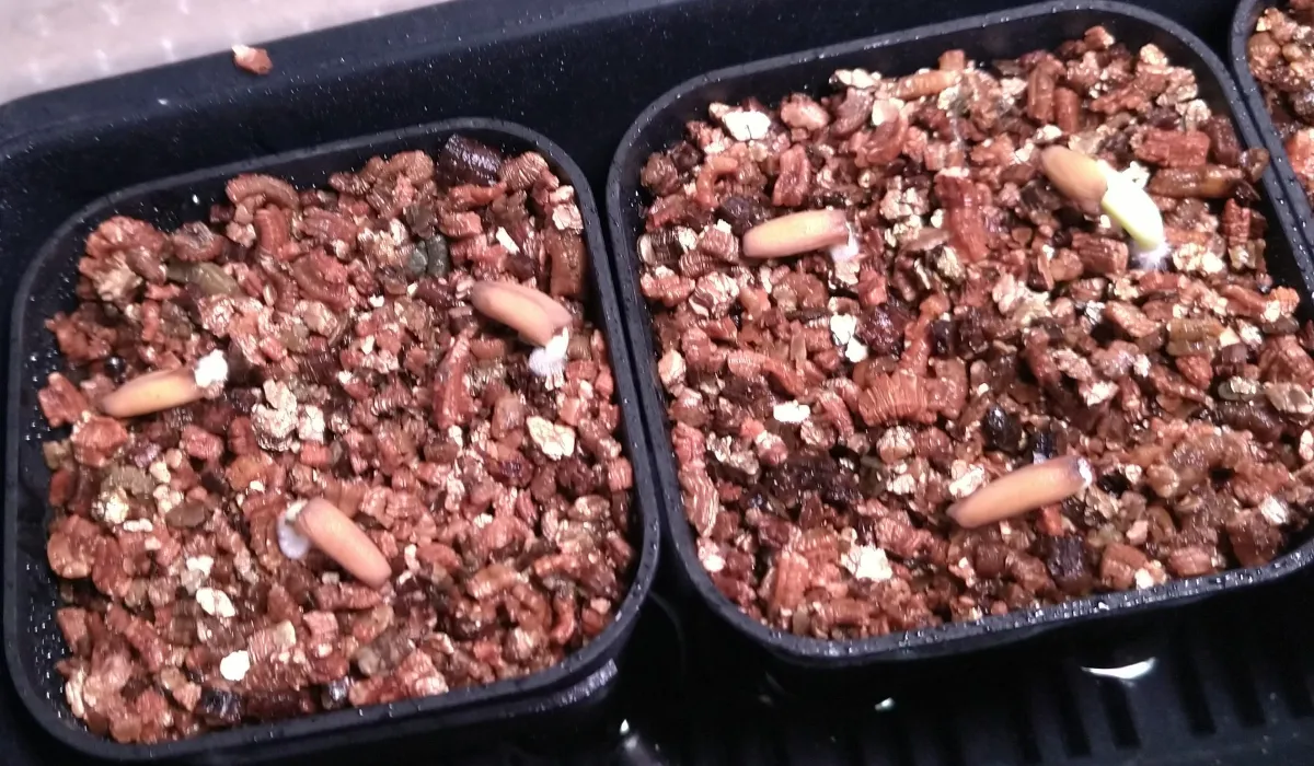 Adenium arabicum Godji (アデニウム アラビカムゴッジ)