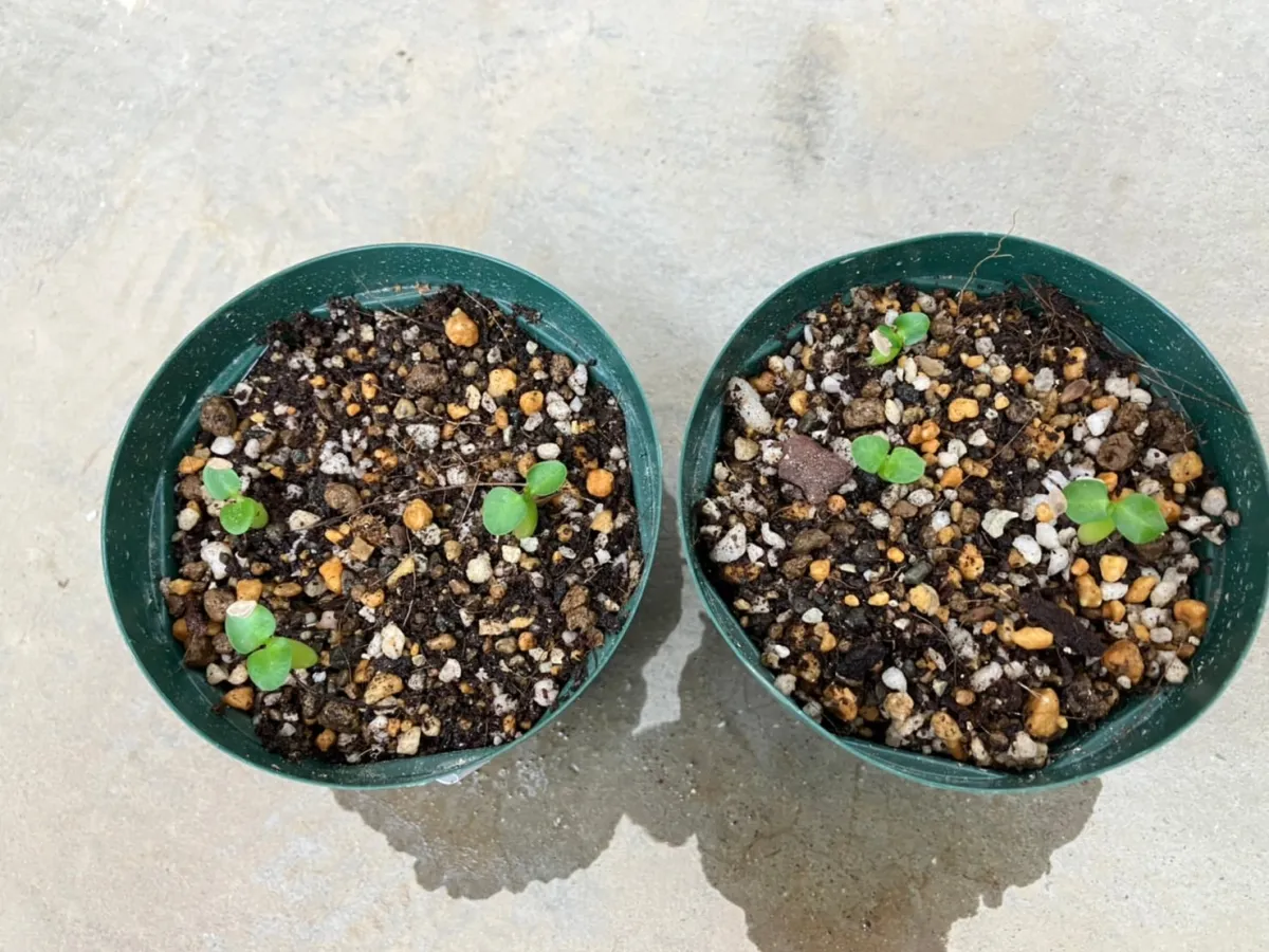 Pachypodium succulentum (パキポディウム サキュレンタム)