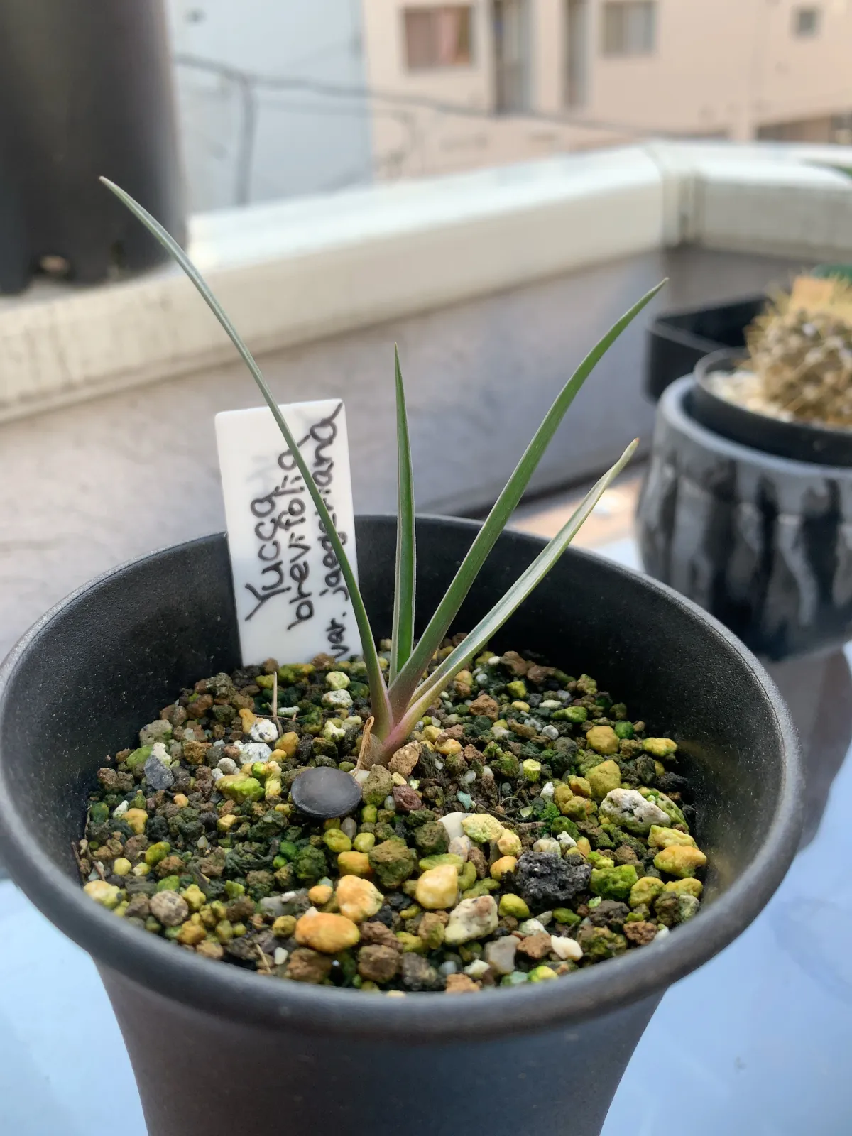 Yucca brevifolia (ユッカ ブレビフォリア)