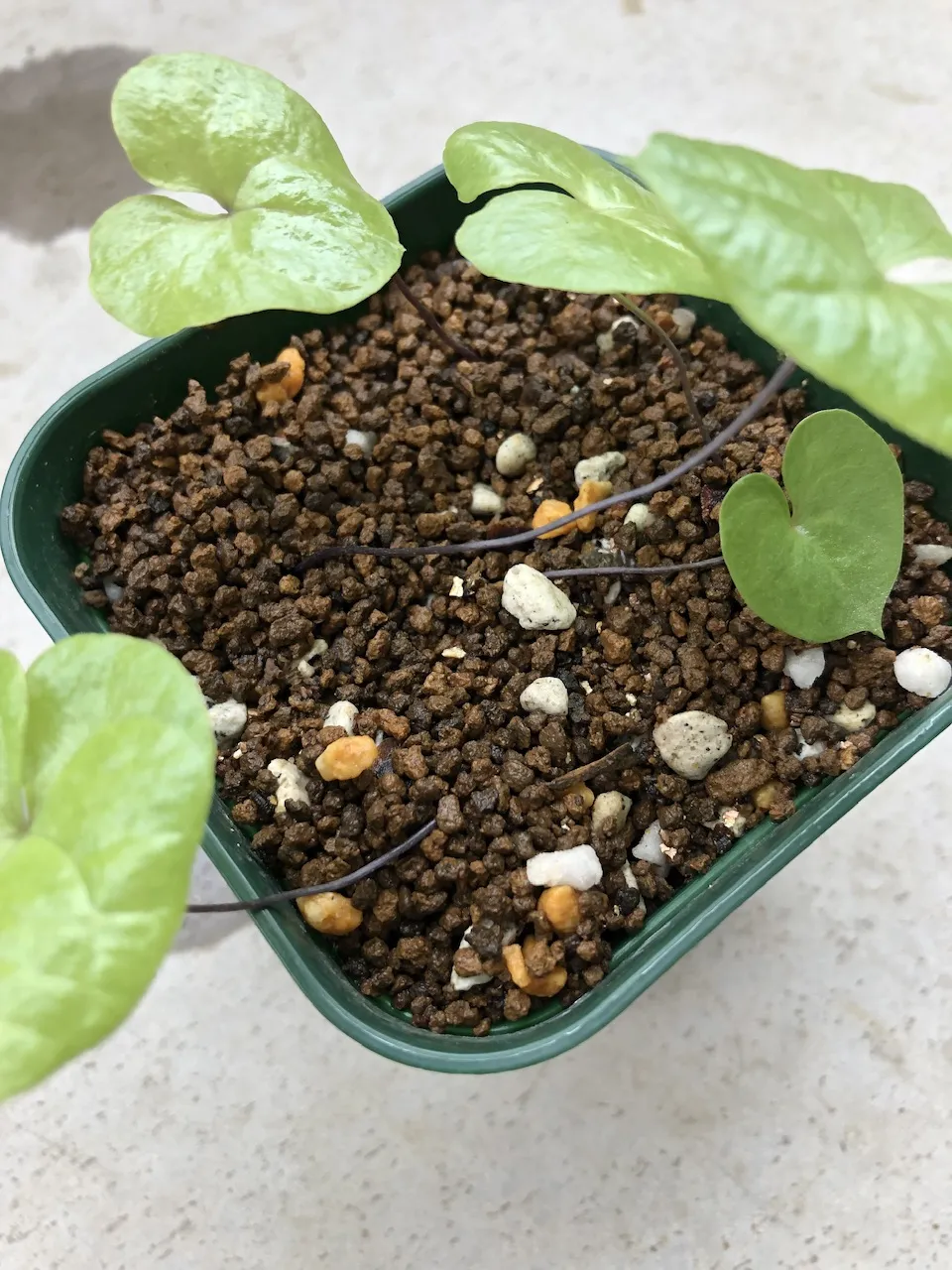 Dioscorea elephantipes Lot. (ディオスコレア エレファンティペス)