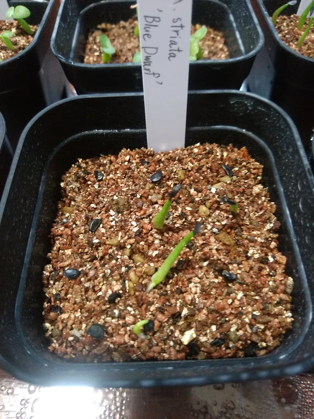 Agave striata subsp. striata (アガベ ストリアータ ブルードワーフ)