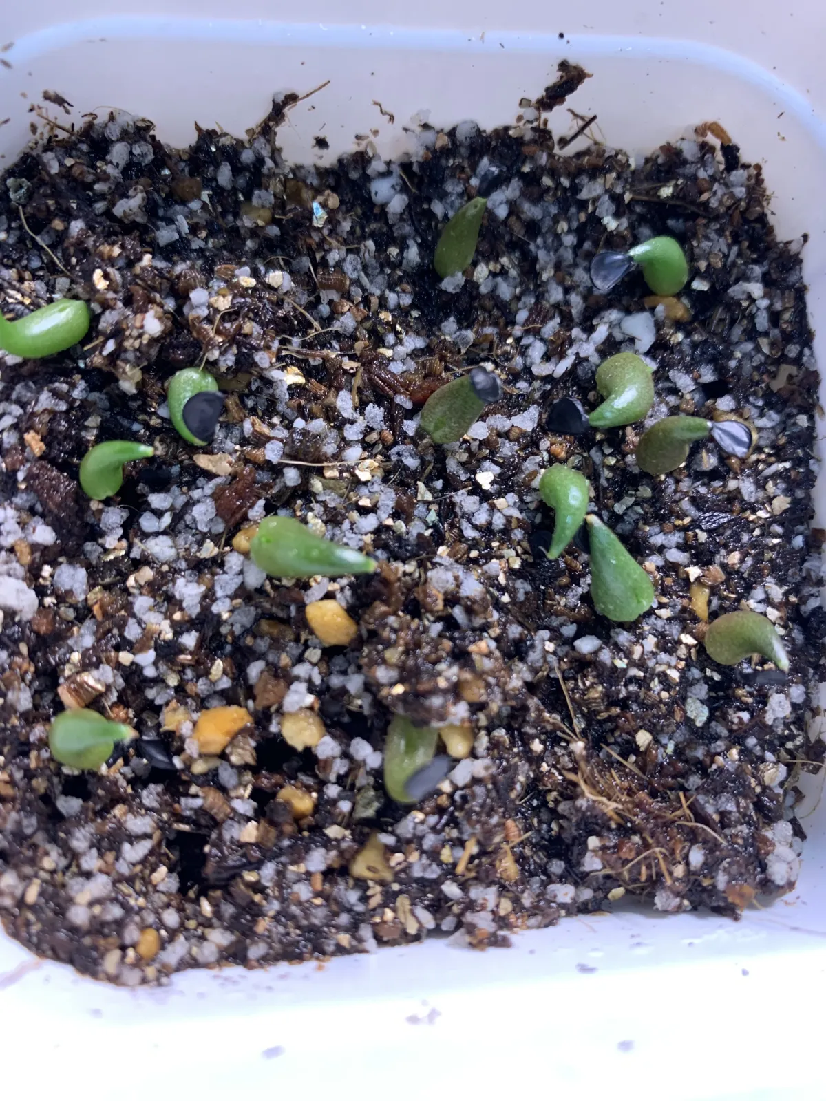 Agave oteroi Lot. (アガベ オテロイ)