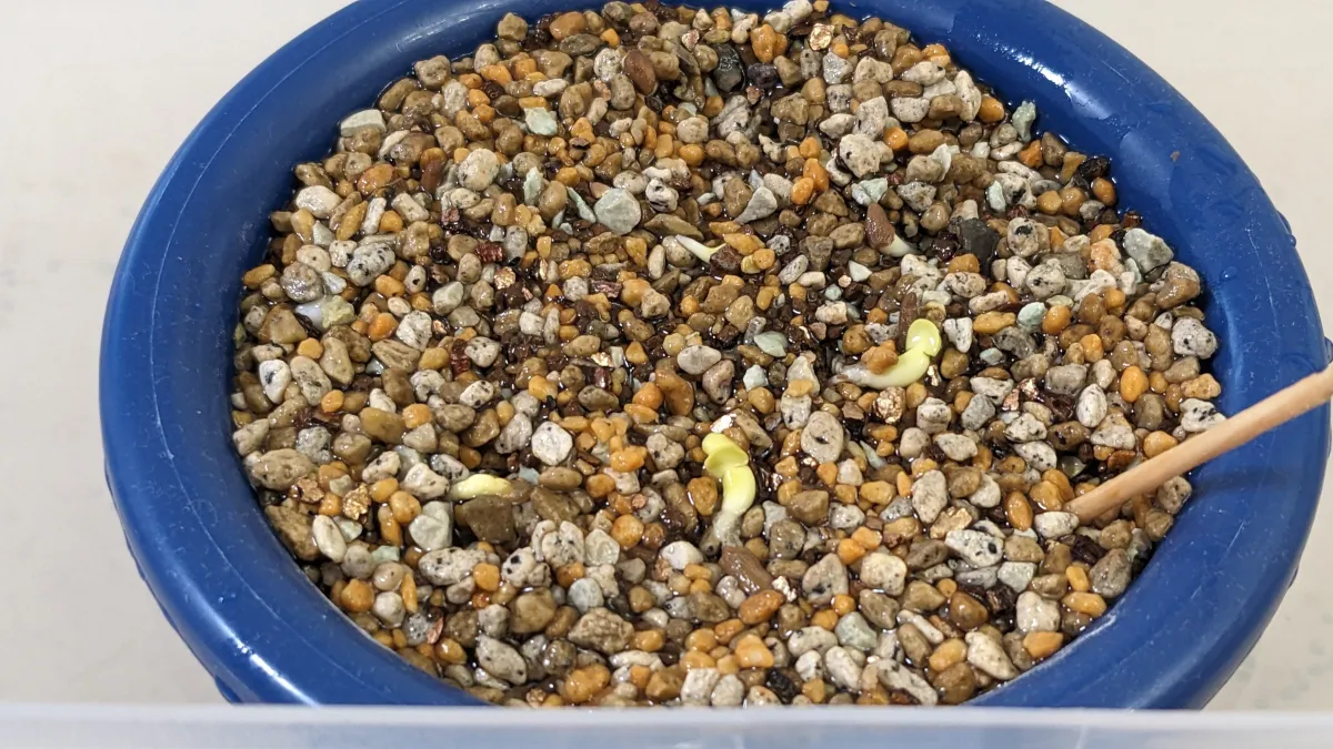 Pachypodium succulentum (パキポディウム サキュレンタム)