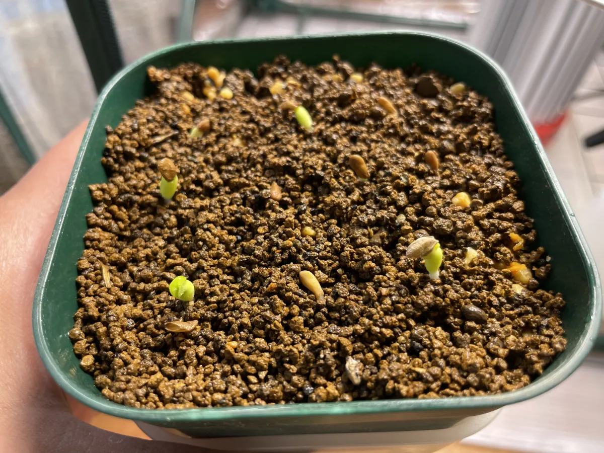 Pachypodium succulentum (パキポディウム サキュレンタム)