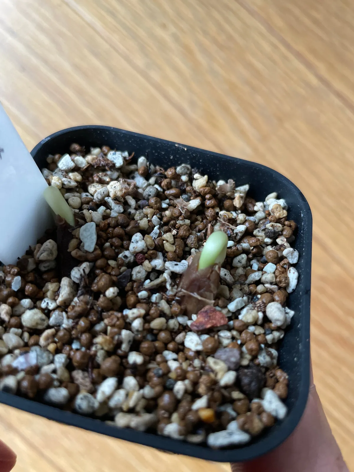 Delonix regia (デロニクス レジア 鳳凰木)