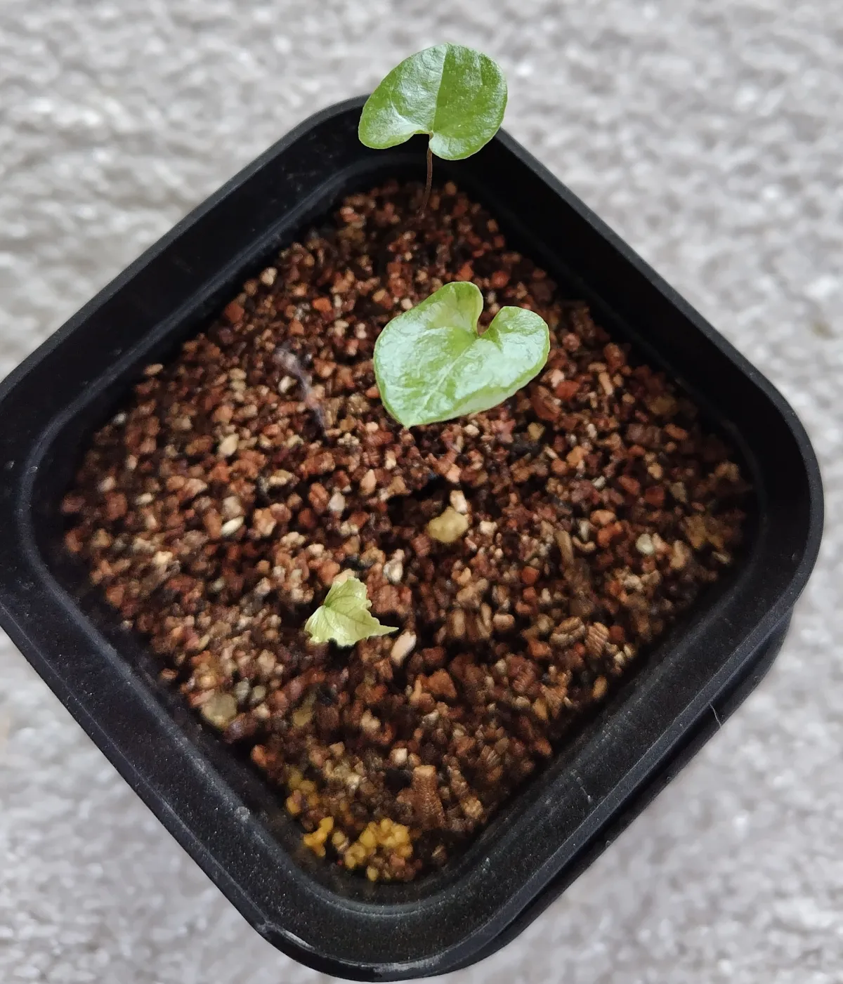 Dioscorea elephantipes (ディオスコレア エレファンティペス)