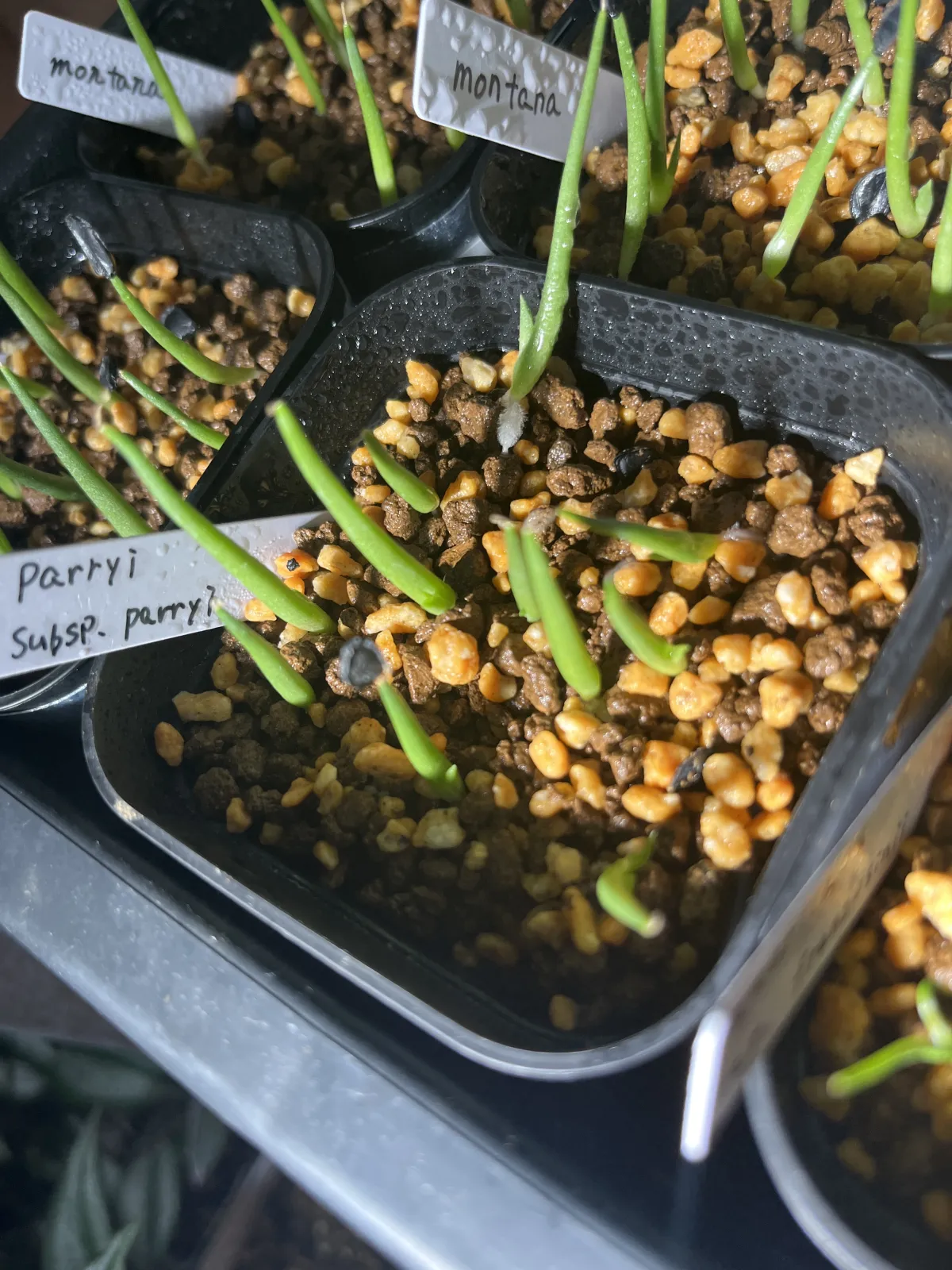 Agave parryi ssp. parryi (アガベ パリー)