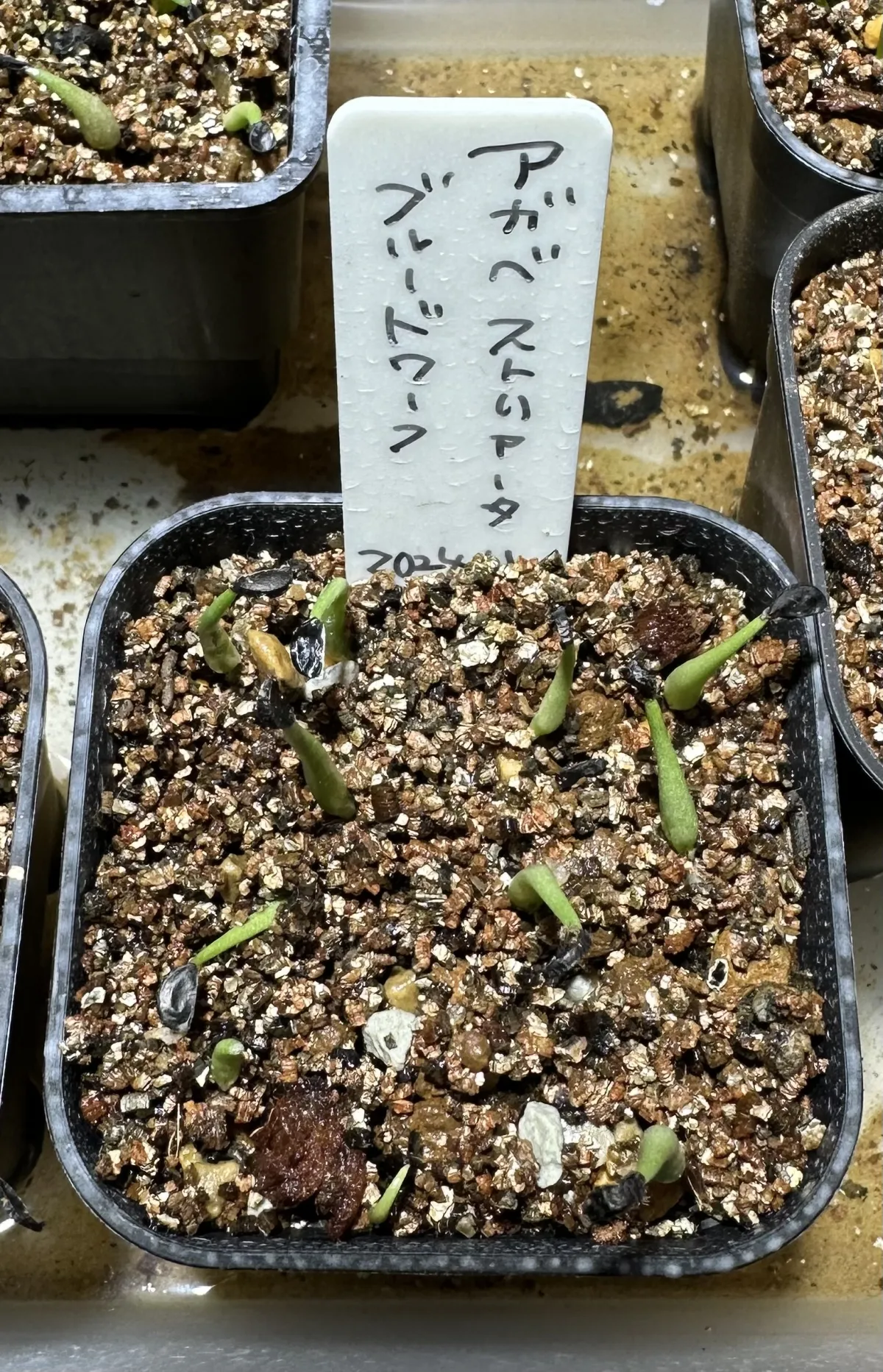 Agave striata subsp. striata (アガベ ストリアータ ブルードワーフ)