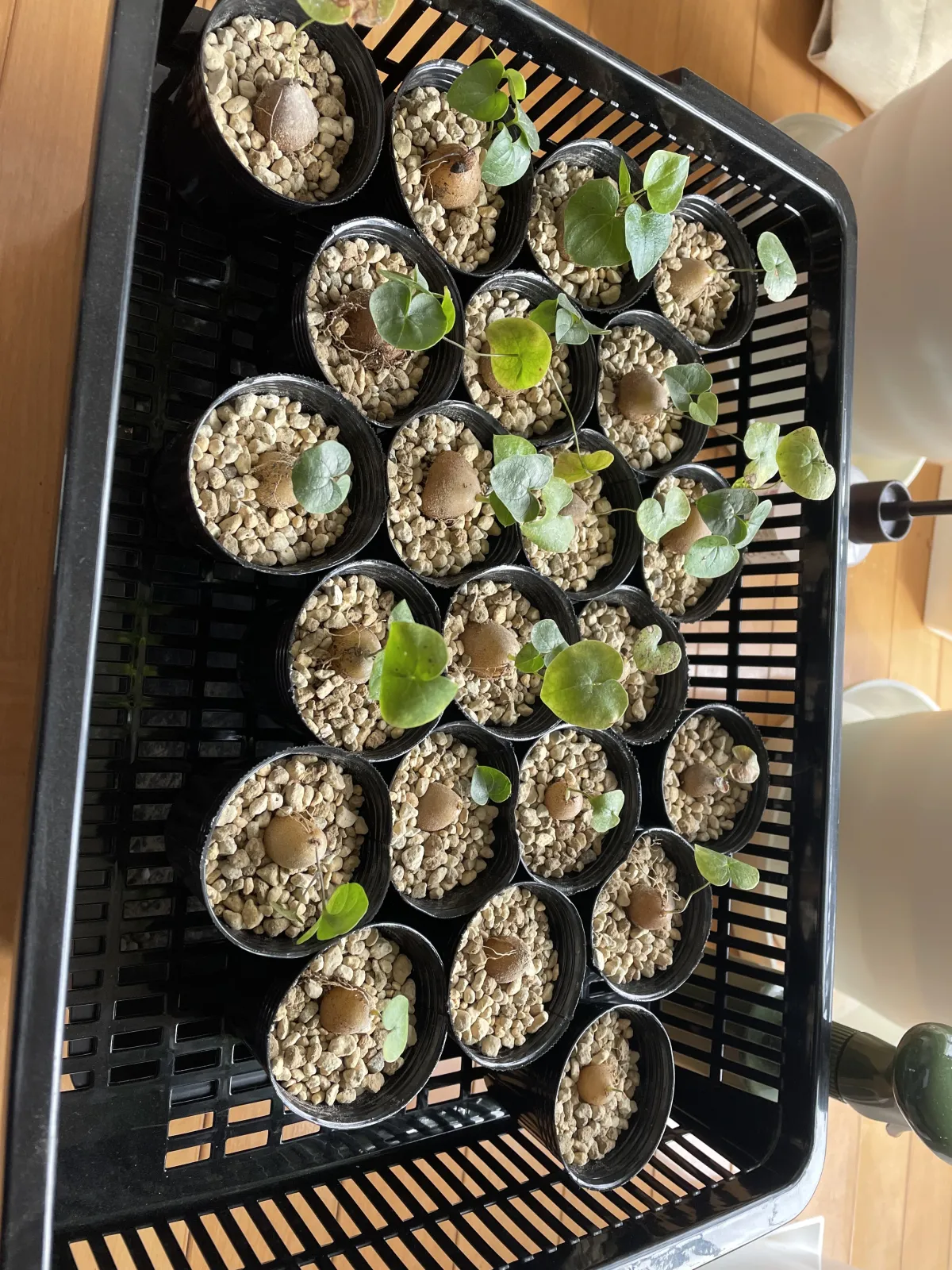 Dioscorea elephantipes (ディオスコレア エレファンティペス)