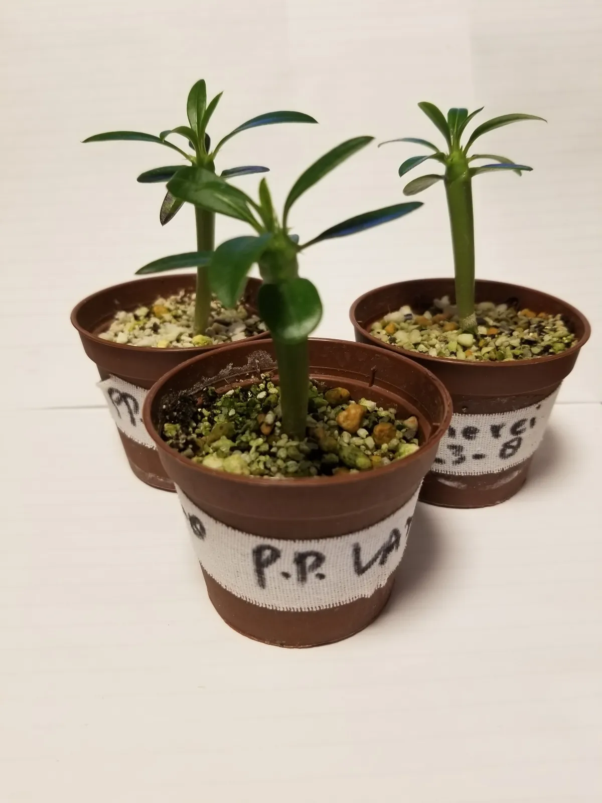 Pachypodium lamerei (パキポディウム ラメレイ)