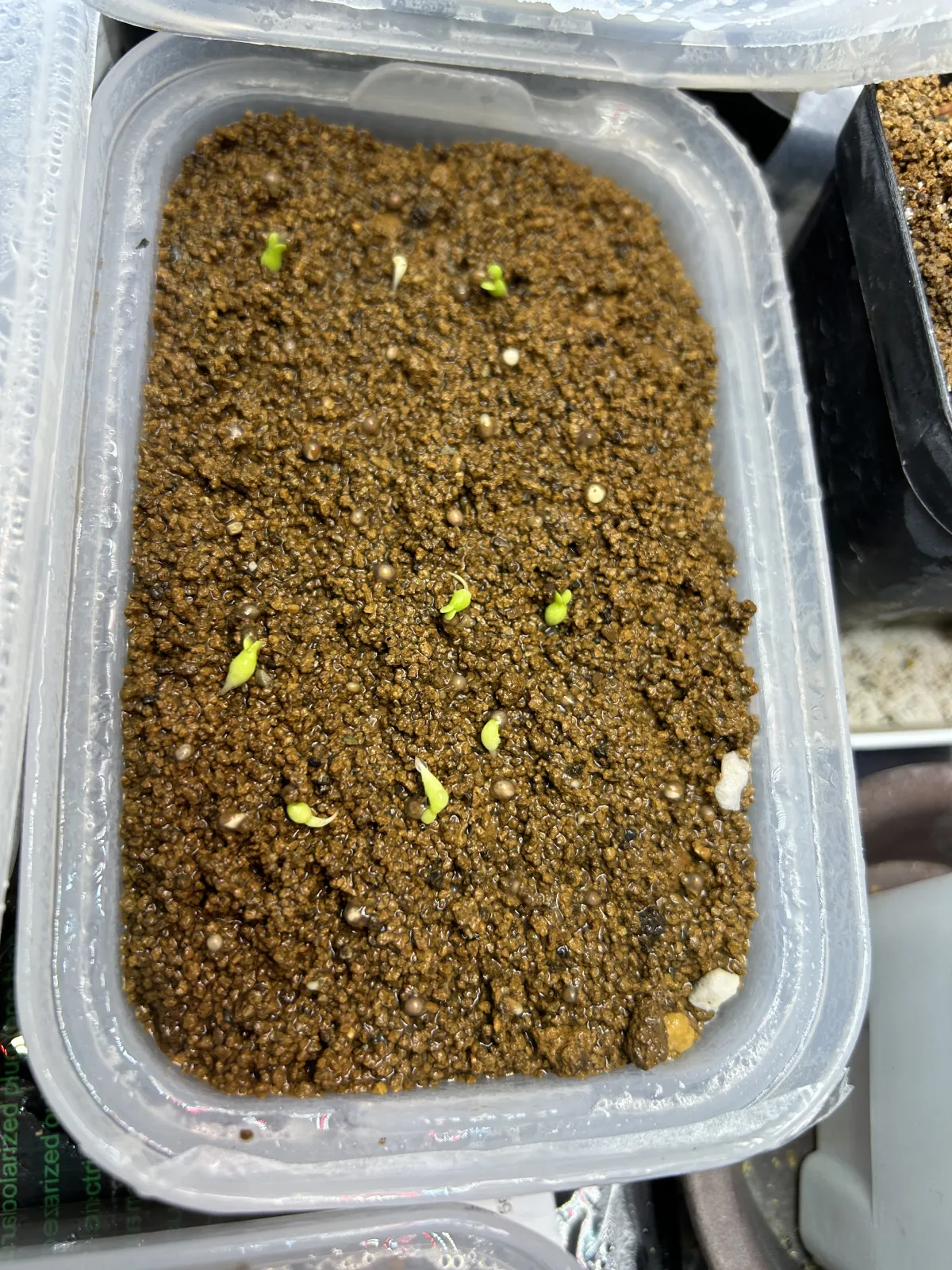 Euphorbia stellata (ユーフォルビア ステラータ 飛竜)