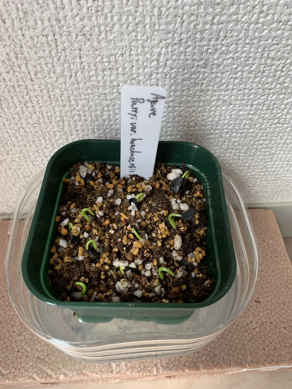 Agave parryi var. huachusensis (アガベ フアチュセンシス)