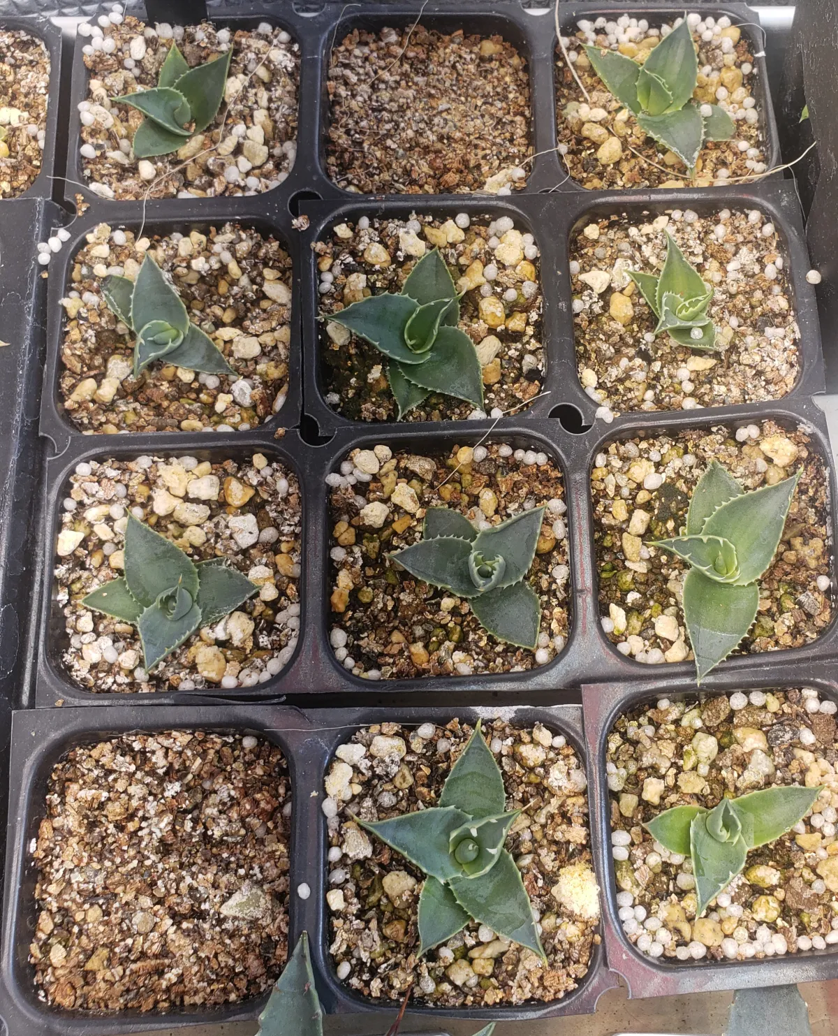 Agave utahensis var. eborispina Vegas (アガベ エボリスピナ ヴェガス)