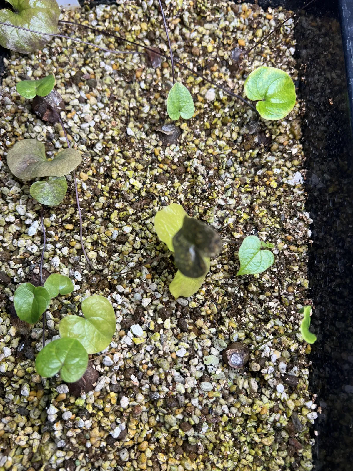 Dioscorea elephantipes Lot. (ディオスコレア エレファンティペス)