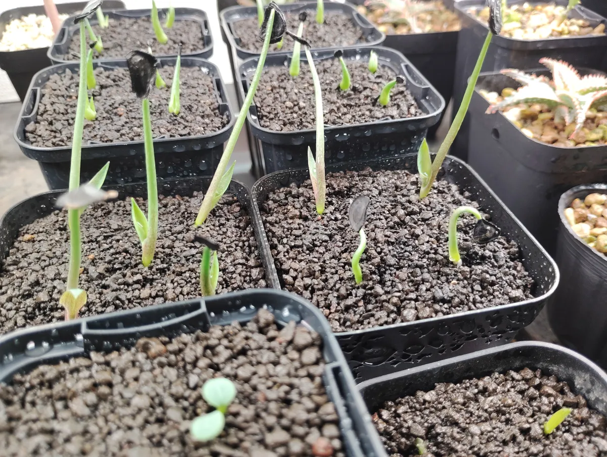 Agave angustifolia (アガベ アンガスティフォリア)