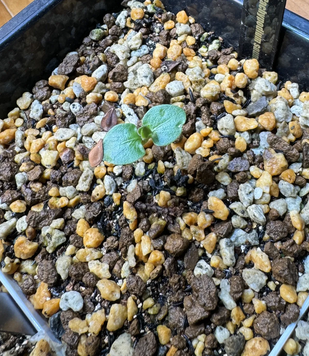 Pachypodium saundersii (パキポディウム サンデルシー)