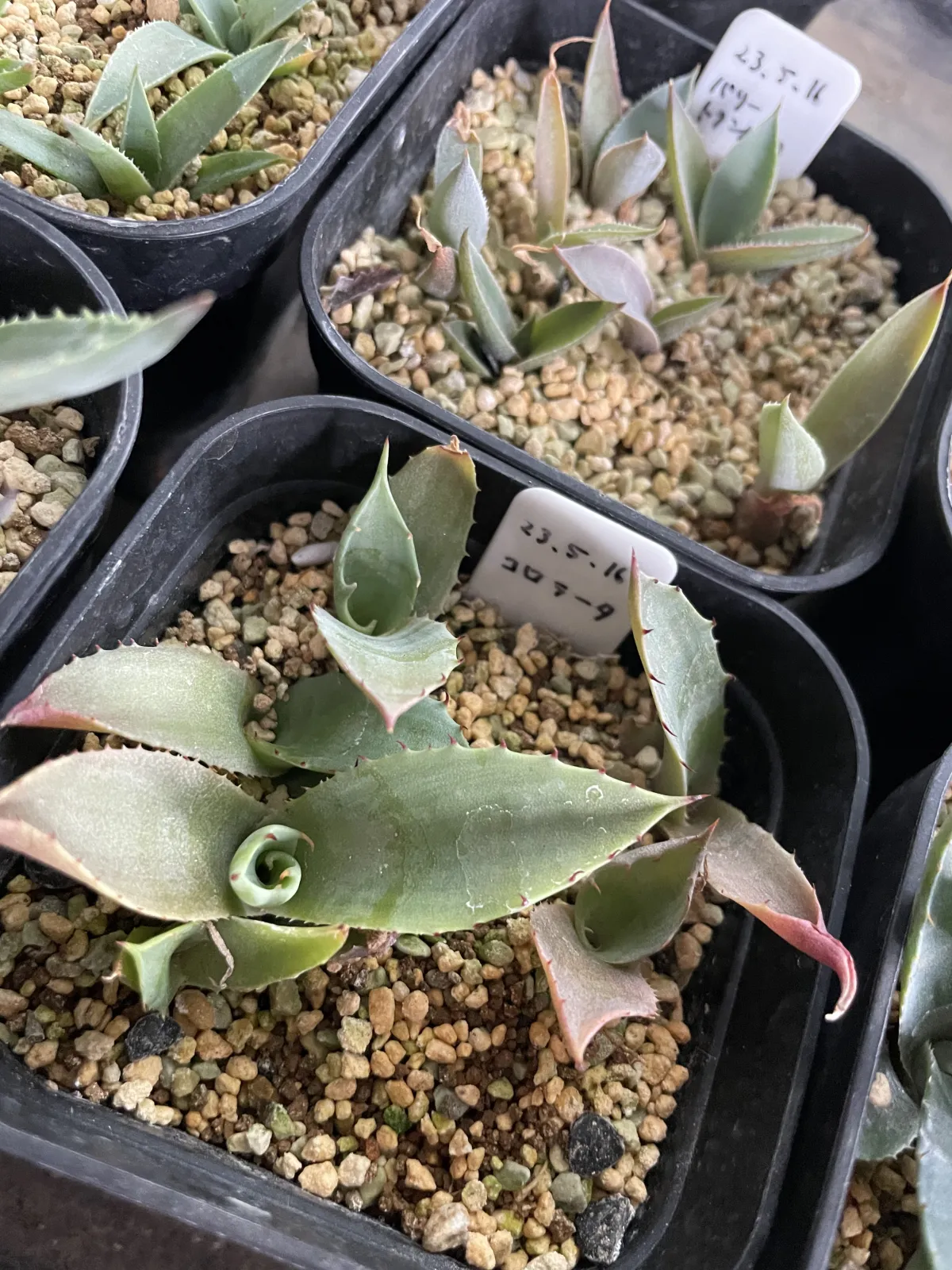 Agave colorata (アガベ コロラータ)