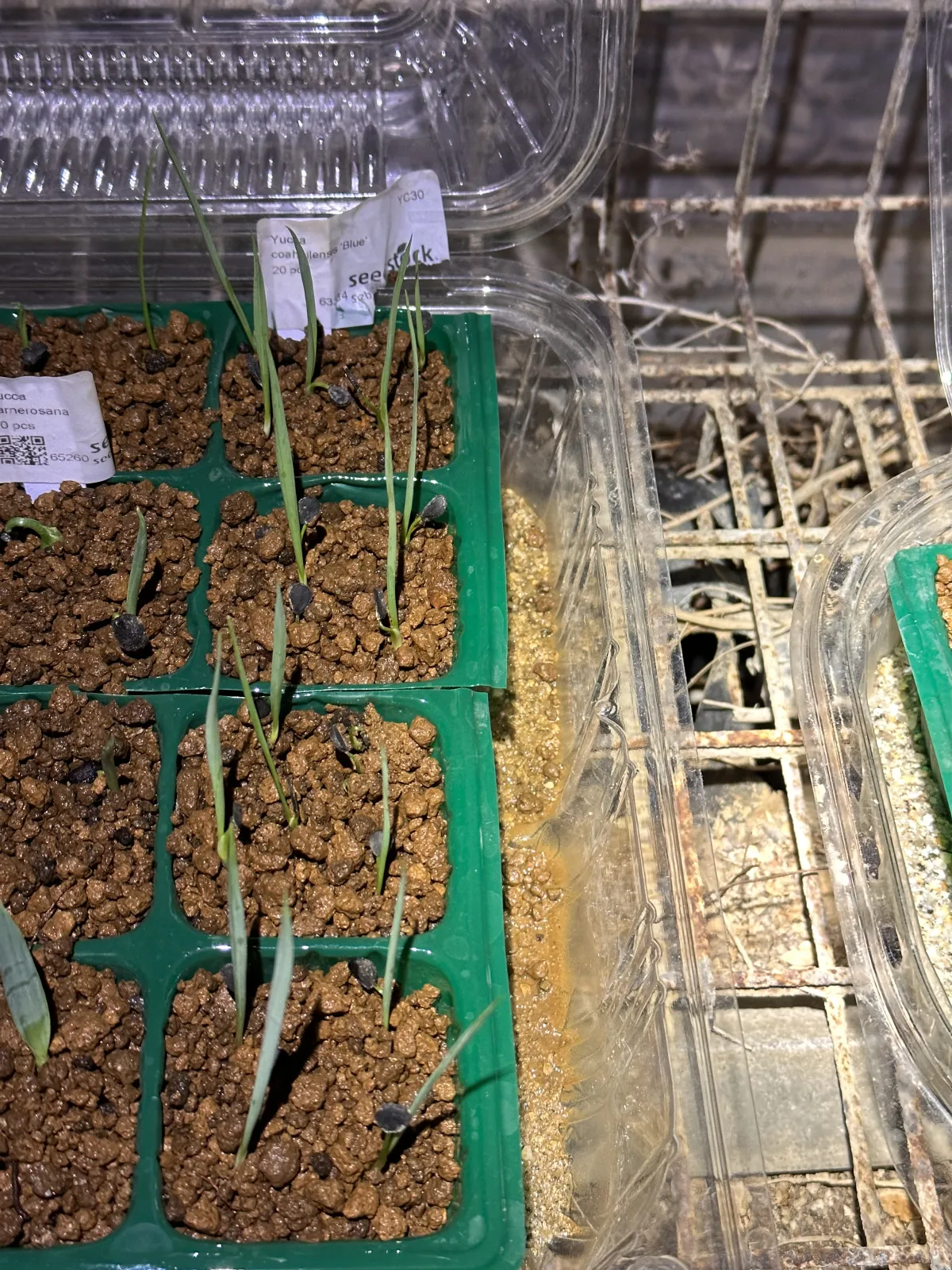 Yucca coahuilensis Blue (ユッカ コアフイレンシスブルー)