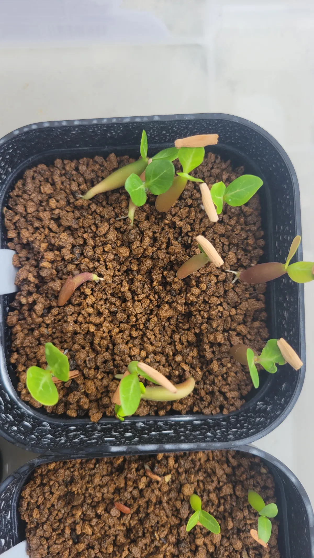 Adenium somalens (アデニウム ソマレンセ)