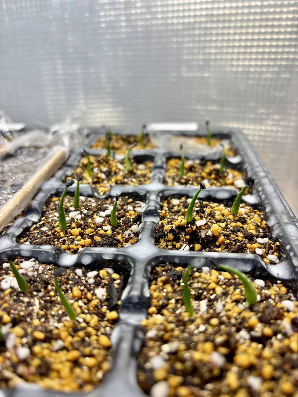 Agave utahensis var. eborispina Vegas (アガベ エボリスピナ ヴェガス)