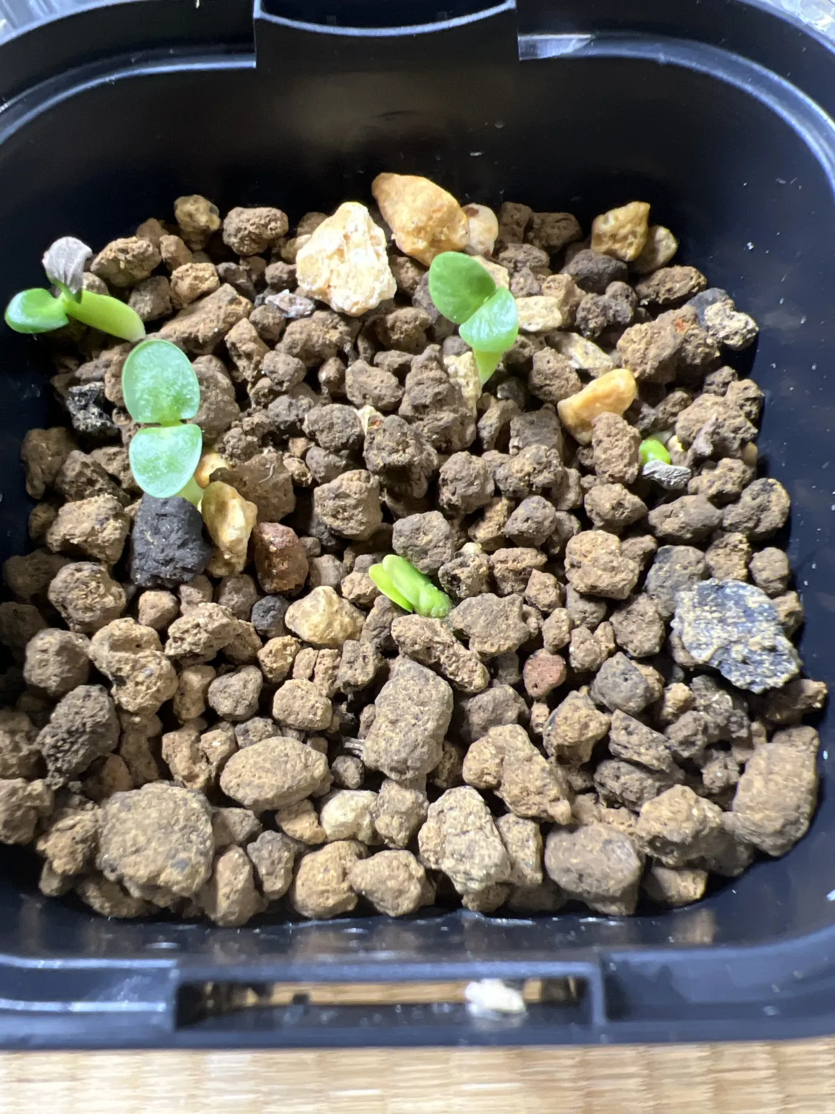 Pachypodium succulentum (パキポディウム サキュレンタム)