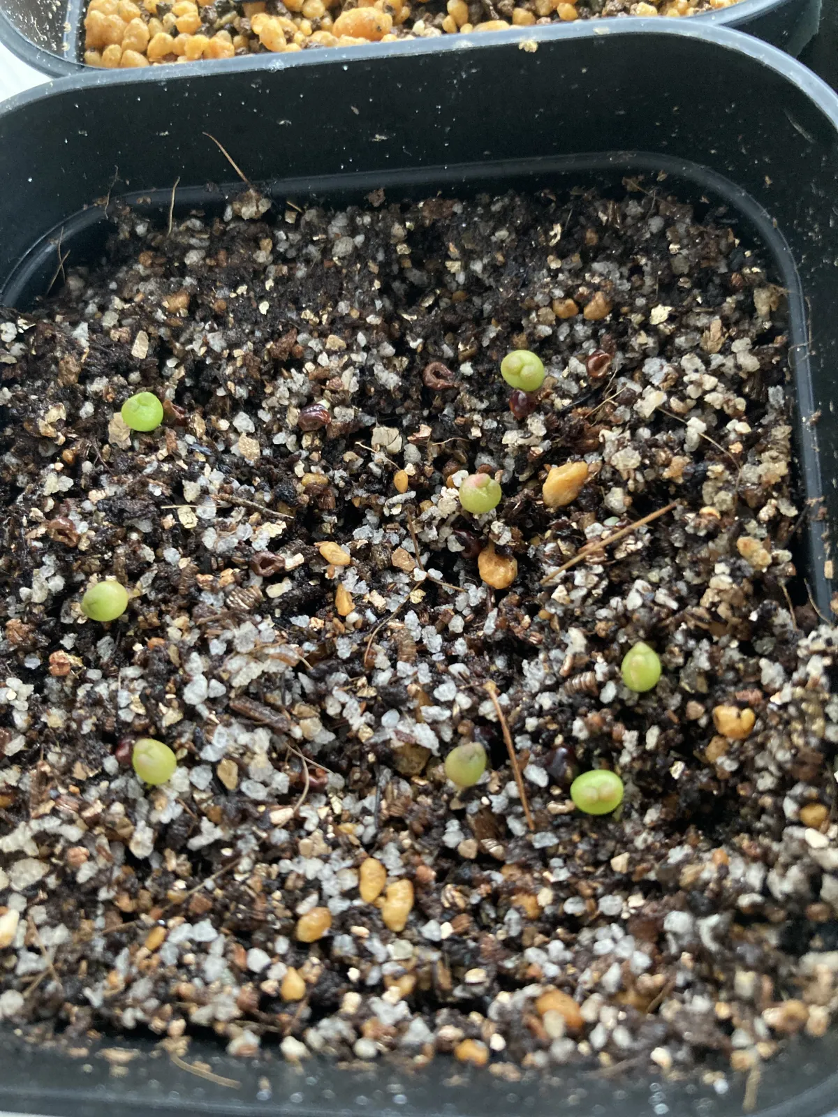 Astrophytum asterias gonzales (アストロフィツム ゴンザレス)