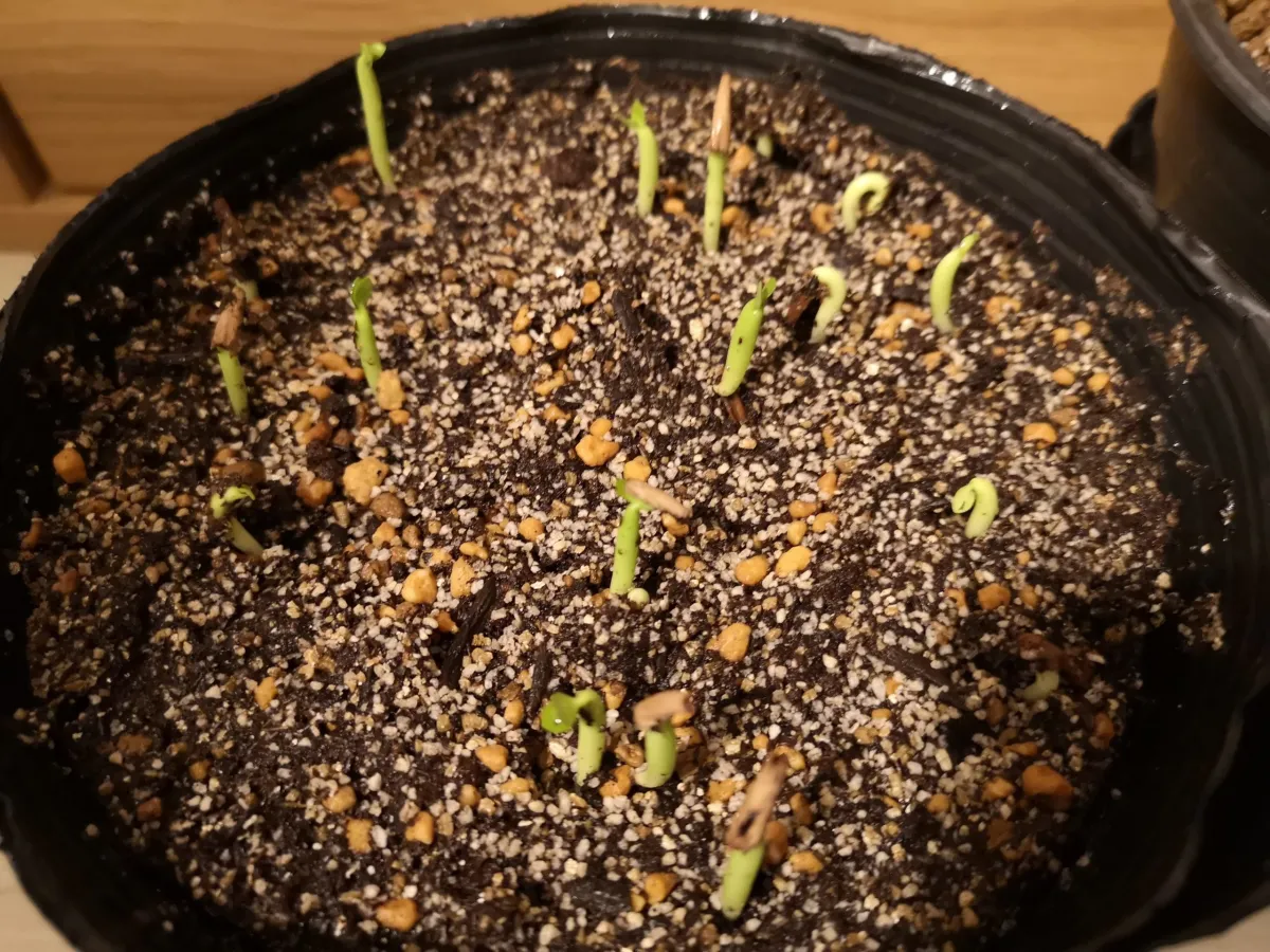 Adenium somalense var. black somalense (アデニウム ブラックソマレンセ)