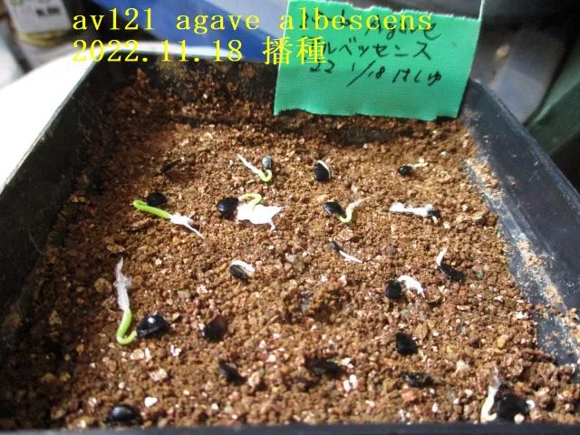 Agave albescens (アガベ アルベセンス)