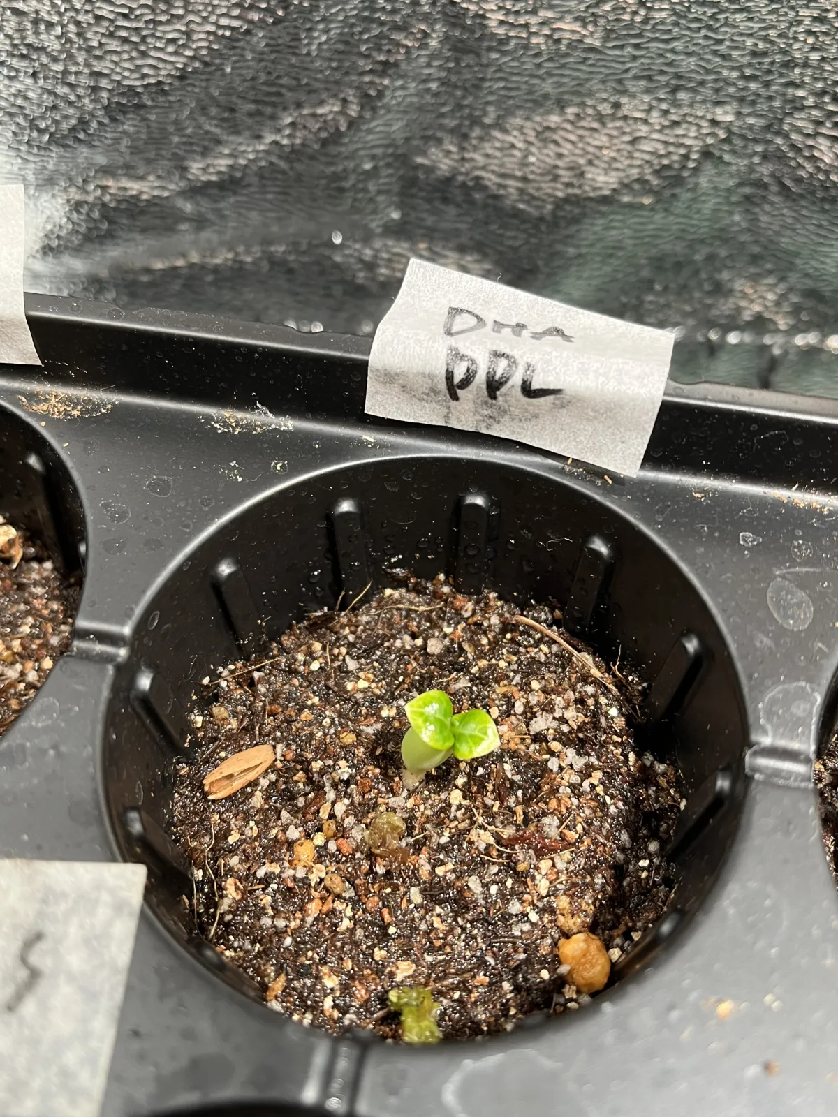 DHA PPL Adenium DHA PPL (アデニウム)