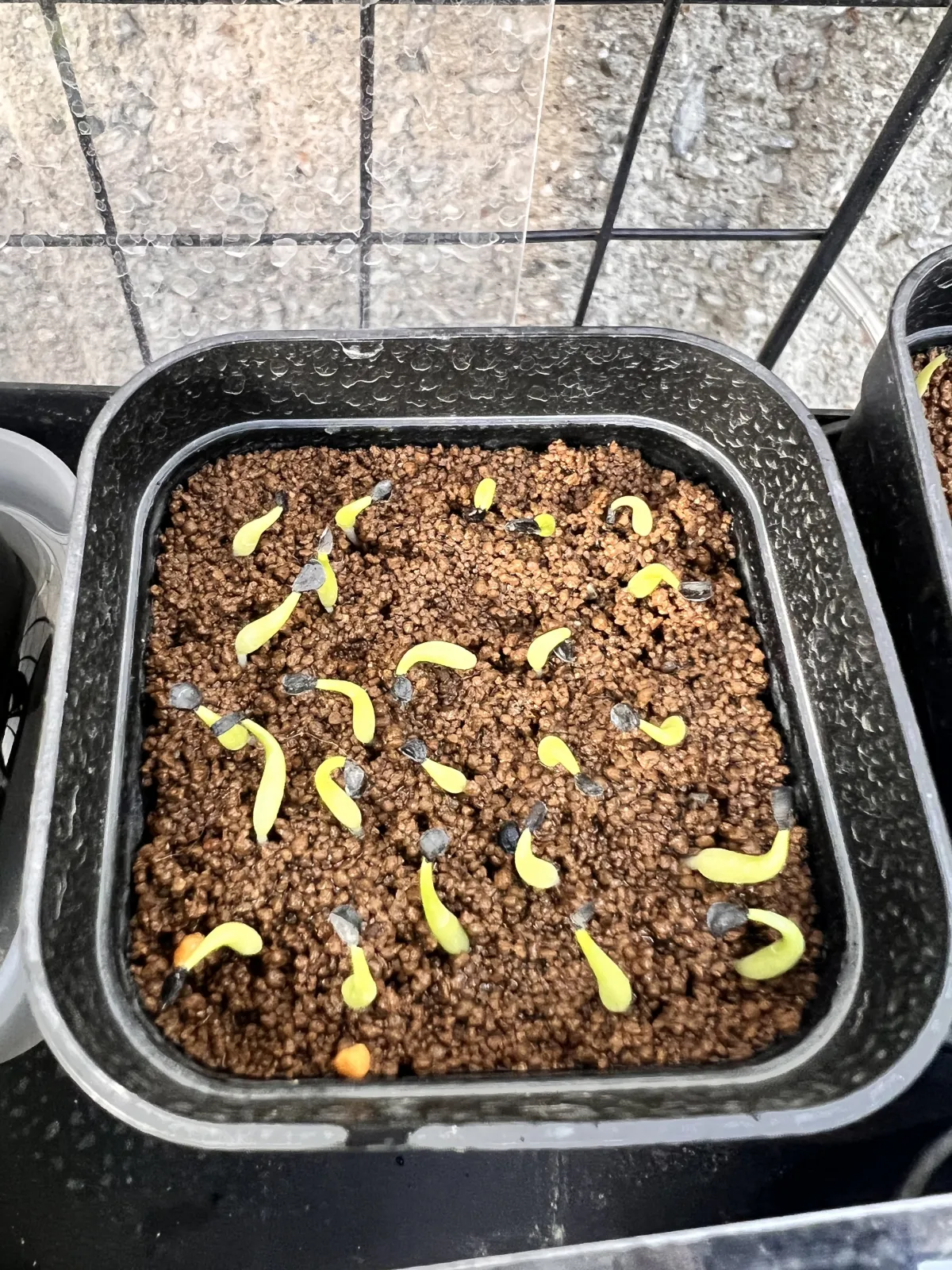 Agave victoriae-reginae ssp. swobodae (アガベ スワボダエ コンパクタ)