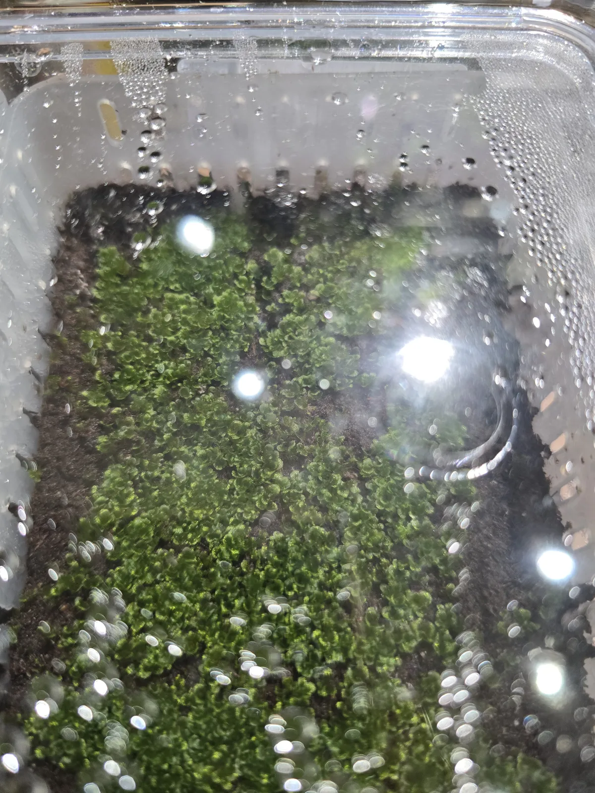 Platycerium ridleyi ([種子/胞子] ビカクシダ リドレイ)