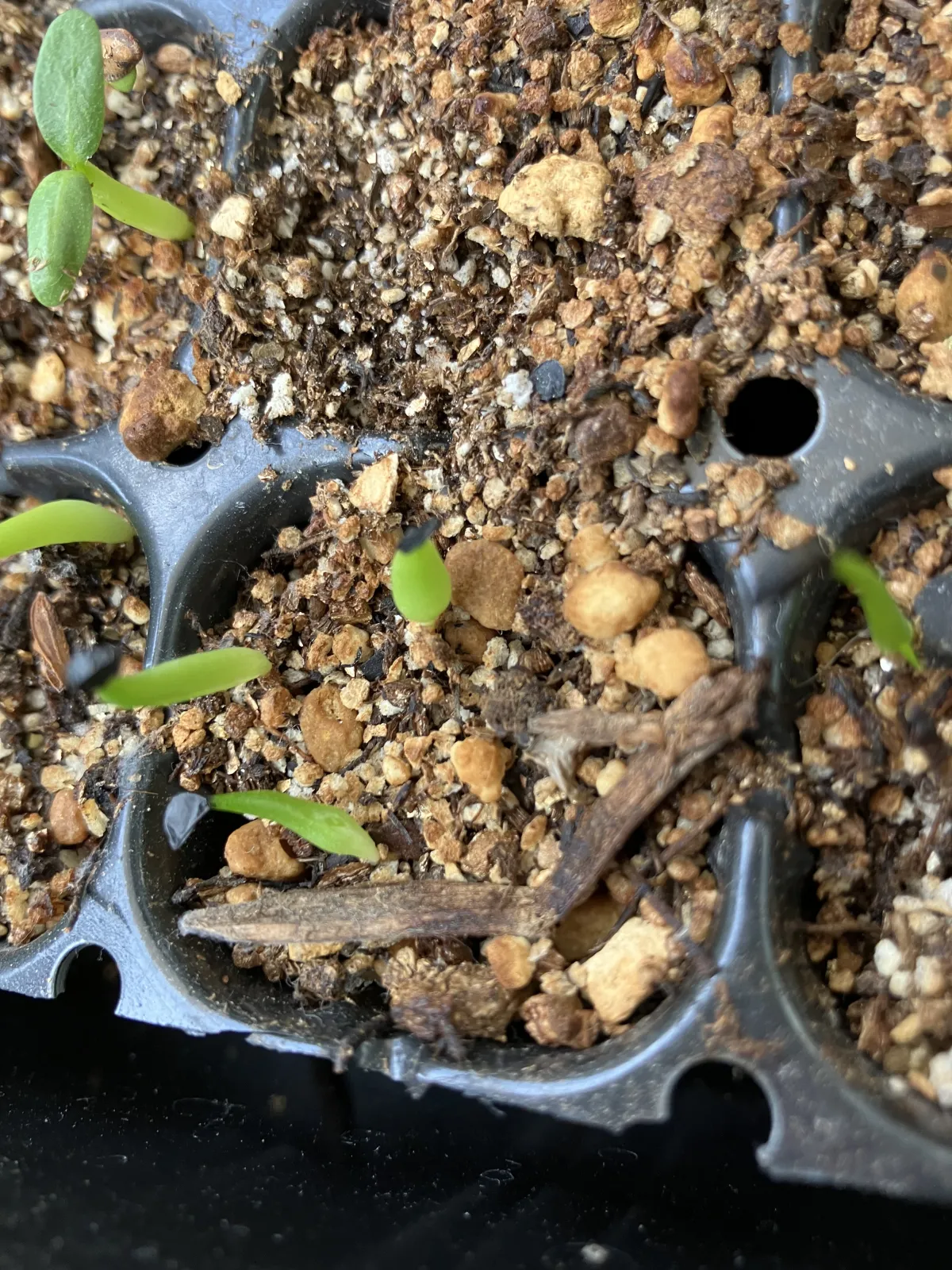 Agave oteroi Lot. (アガベ オテロイ)