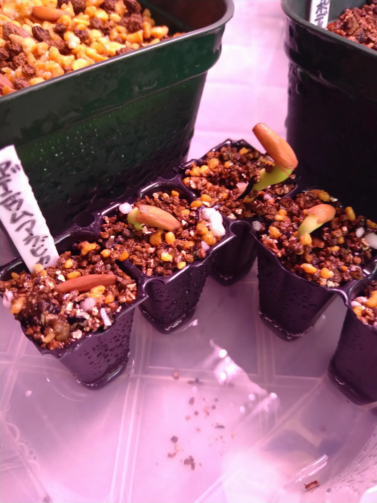 PNW Adenium arabicum phet na wang (アデニウム アラビカム)