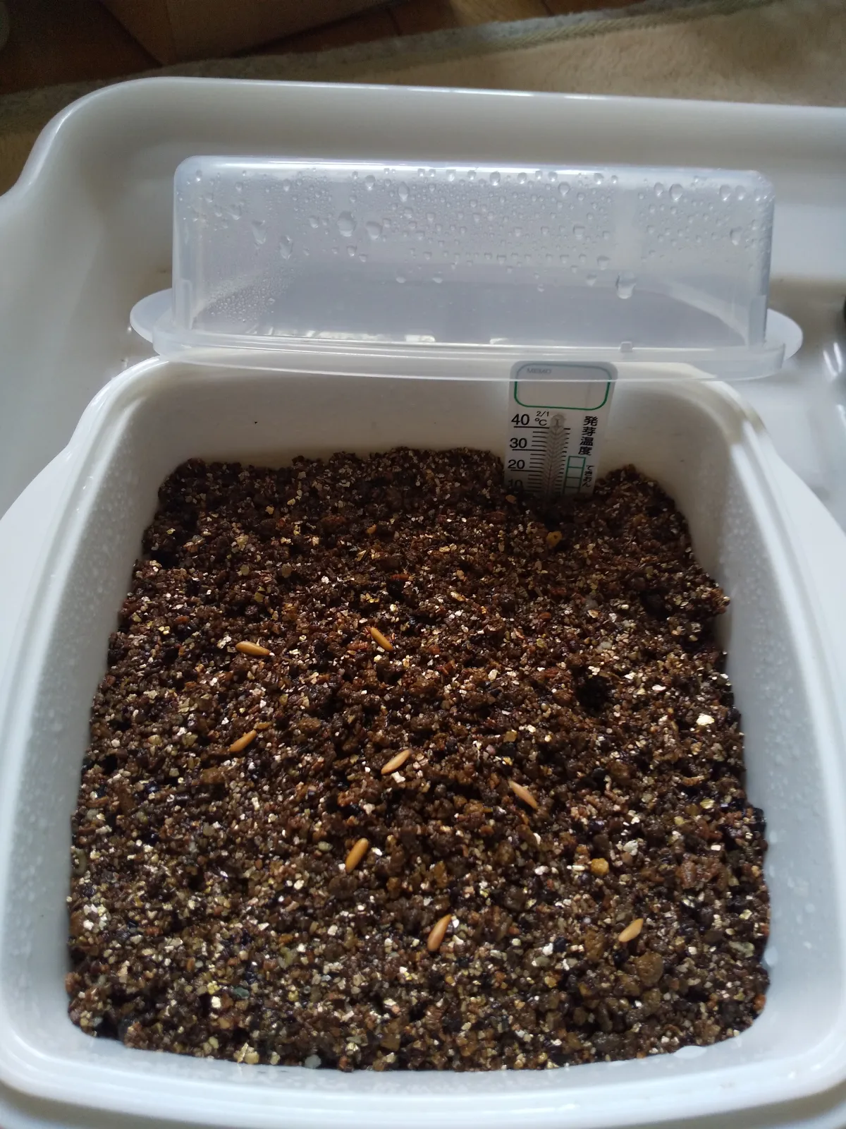 Pachypodium rosulatum var. gracilius ([無料種子] 発芽難 パキポディウム グラキリス　)