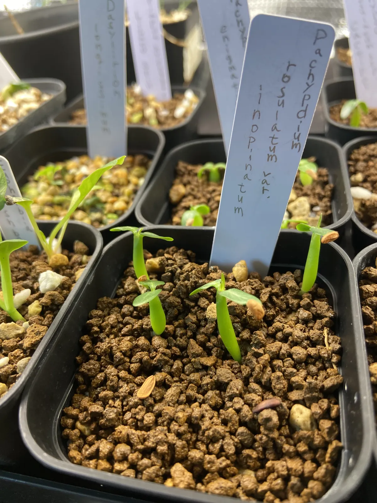 Pachypodium rosulatum var. inopinatum (パキポディウム イノピナツム)